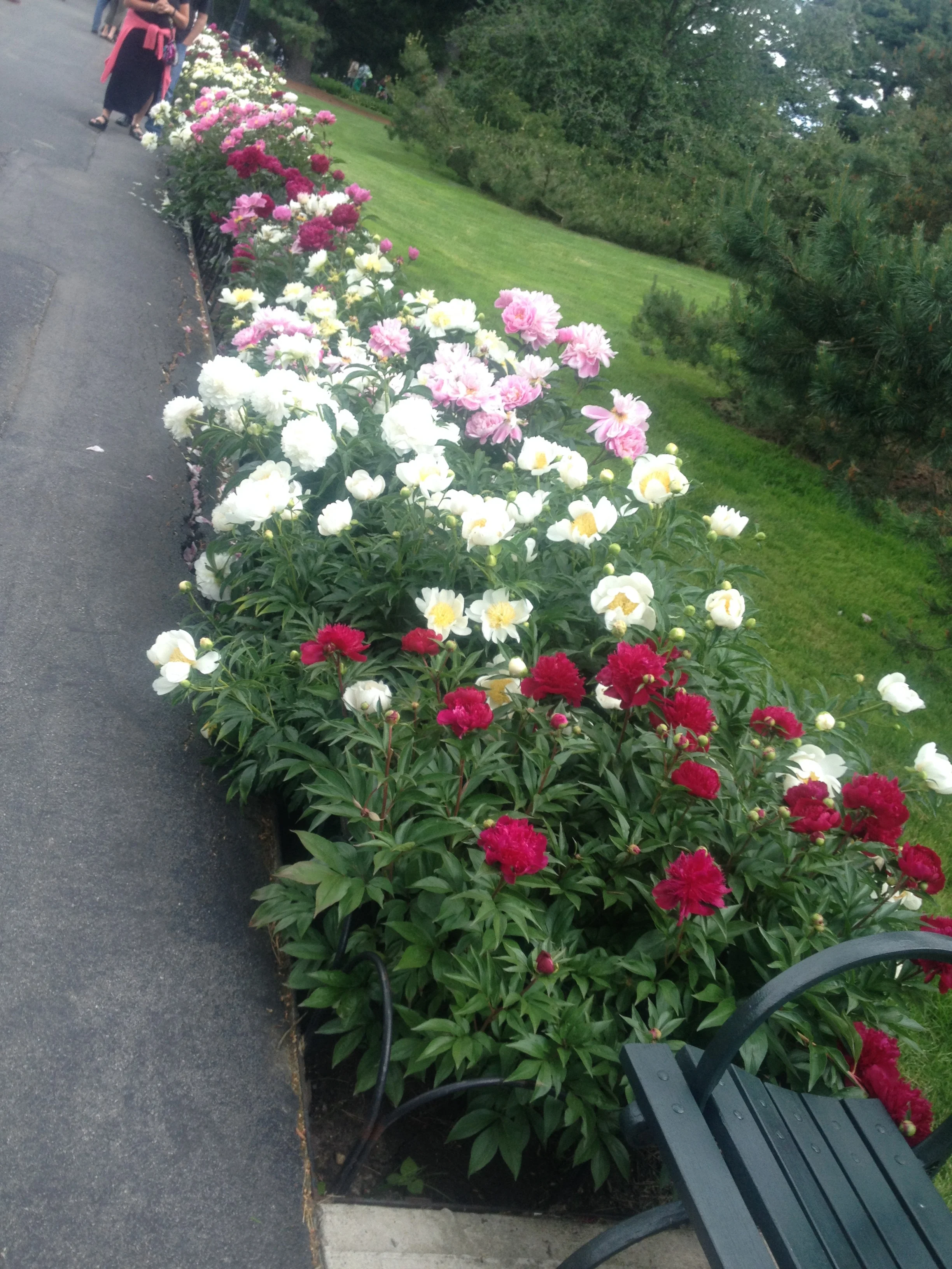 Just follow the Peony trail