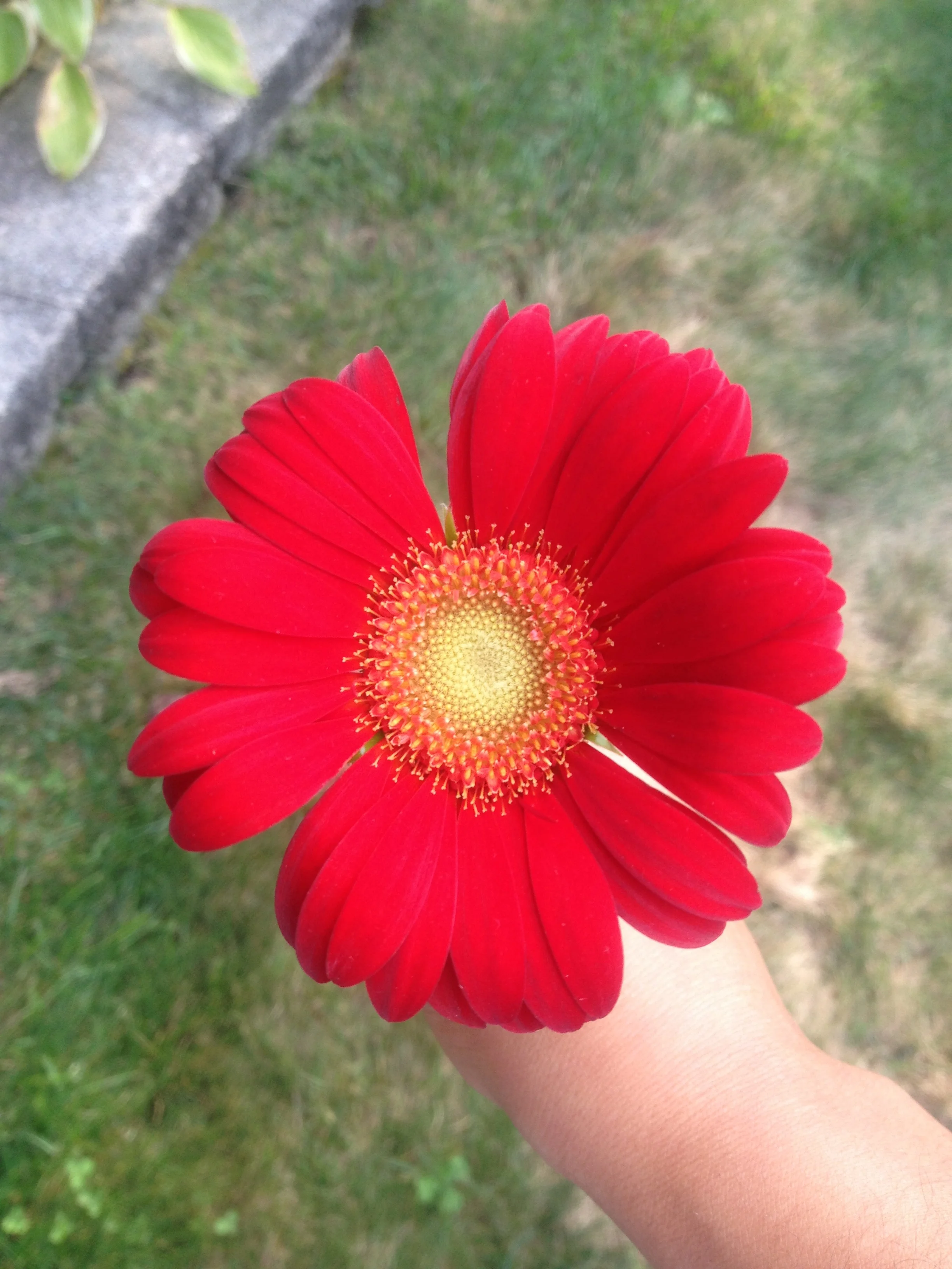 Red Gerber