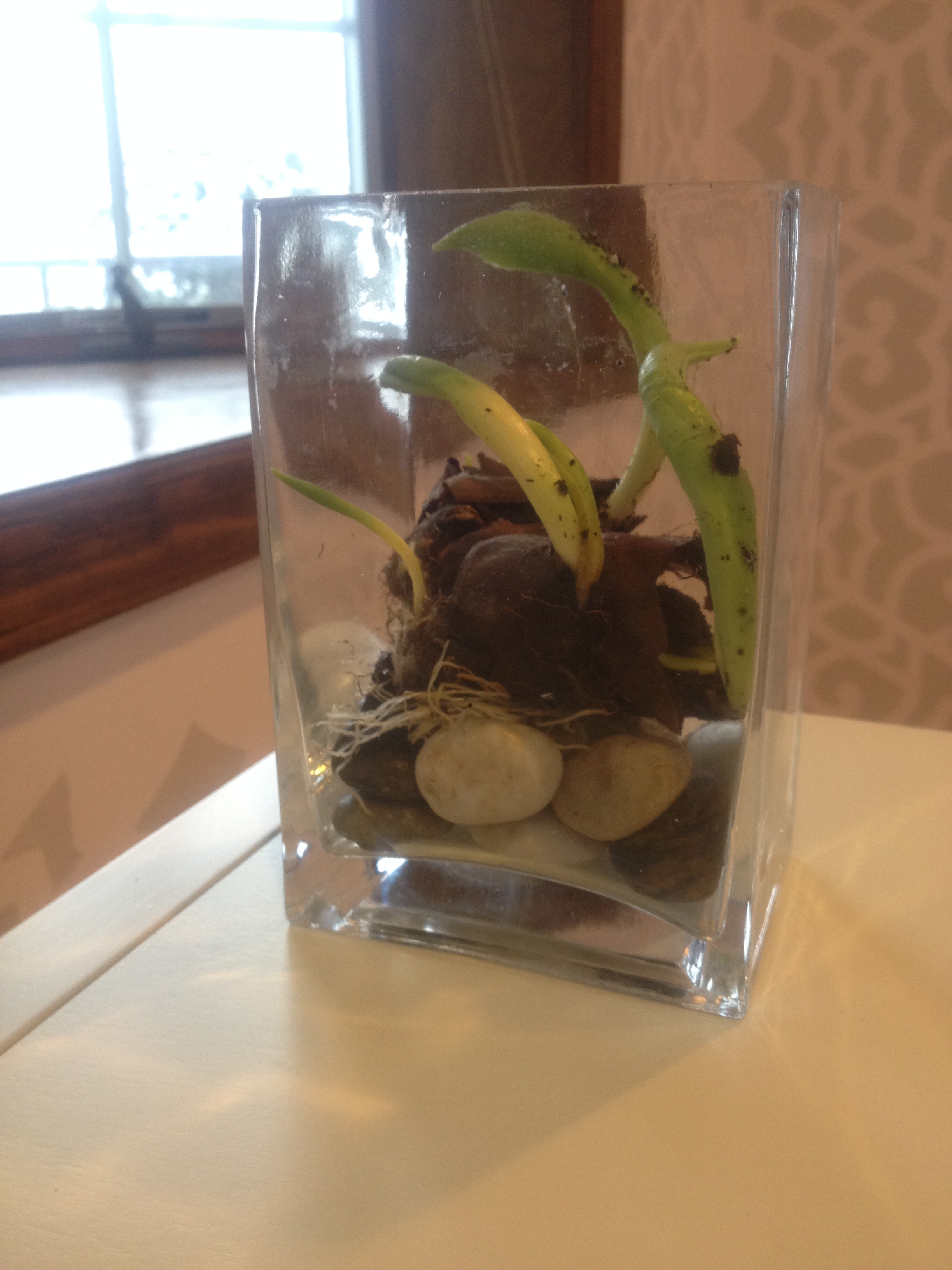 Tulip bulbs in vase