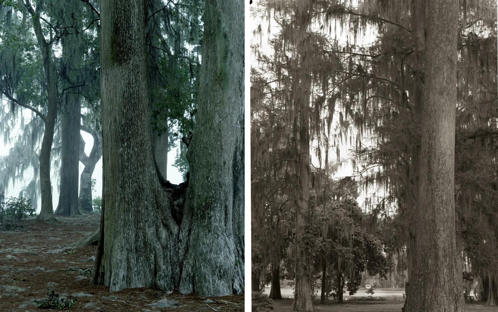 Large Format Color Negative Film; Large Format Black and White Negative Film
