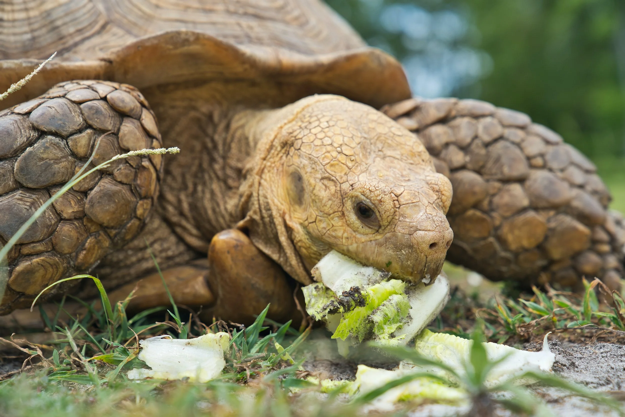 4 Reasons Why You SHOULDN'T Get a Tortoise