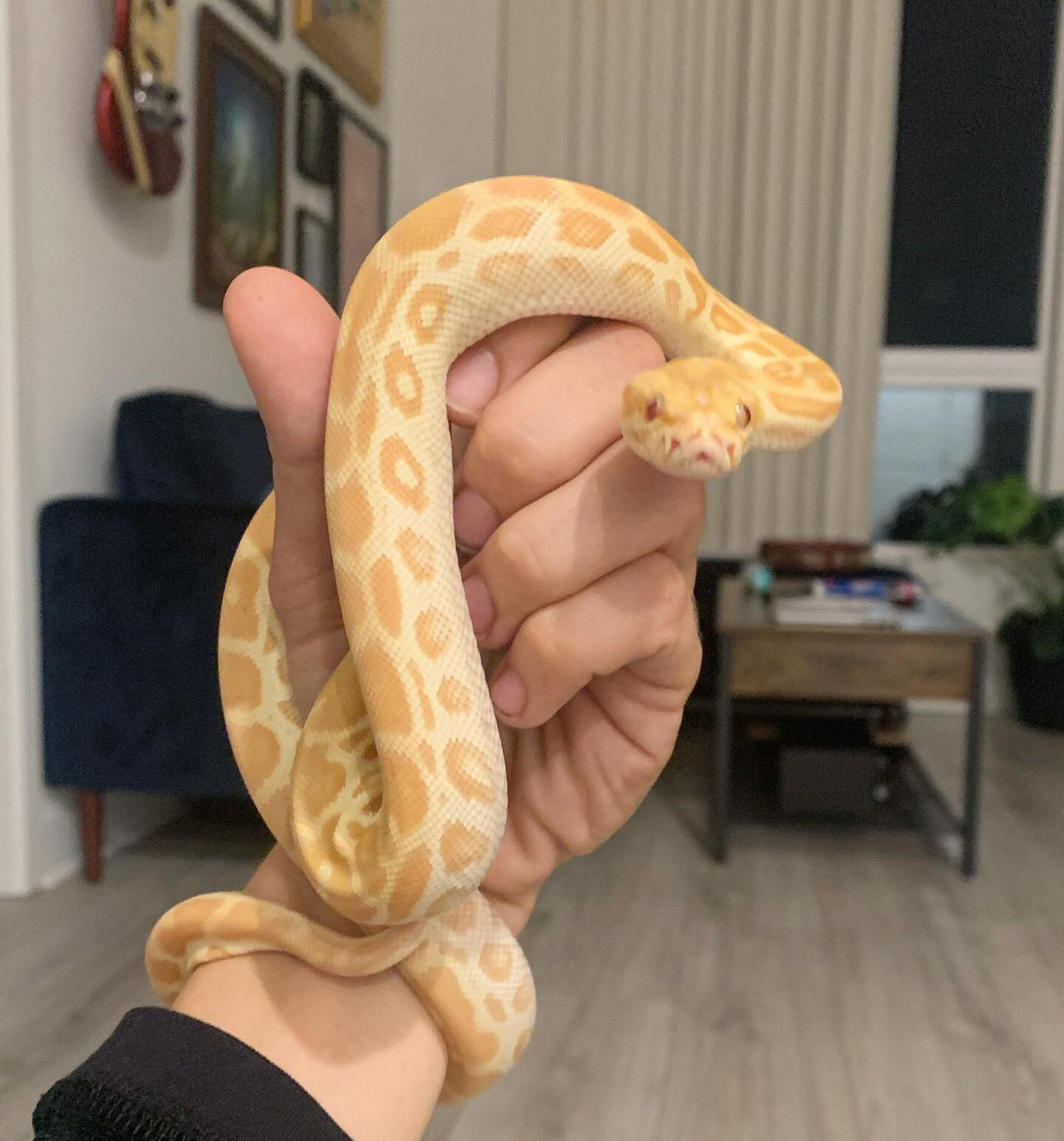 She&rsquo;s a little fire cracker 🧨 I introduced her on my story last week after she arrived&hellip;.And many of you guessed the species and morph perfectly! 😎 She&rsquo;s a 1/4 Dwarf Pearl Burmese Python 🐍 She is also 50% het Granite&hellip;but u