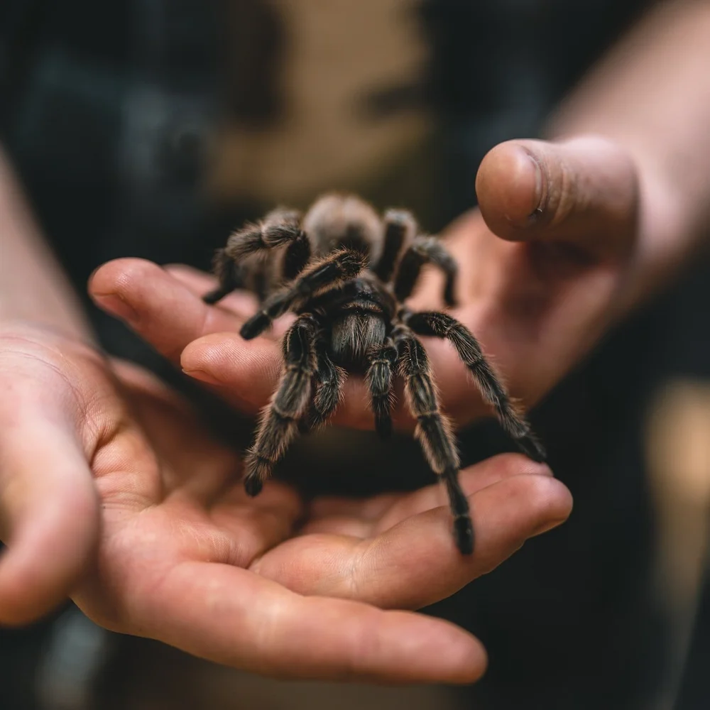 Opinion: Why Tarantula and Frog Exhibition at Reptile Parties is Dangerous