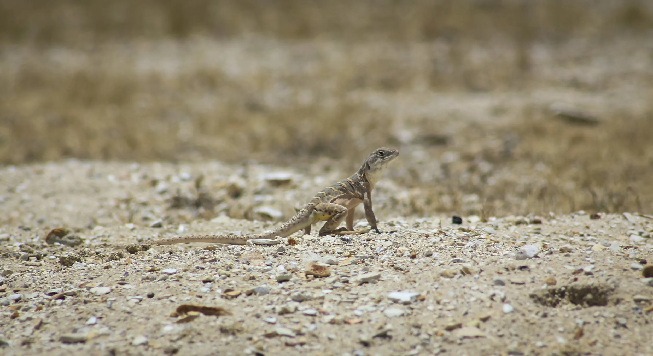 Blunt Nosed Leopard Lizard CR cropped.JPG