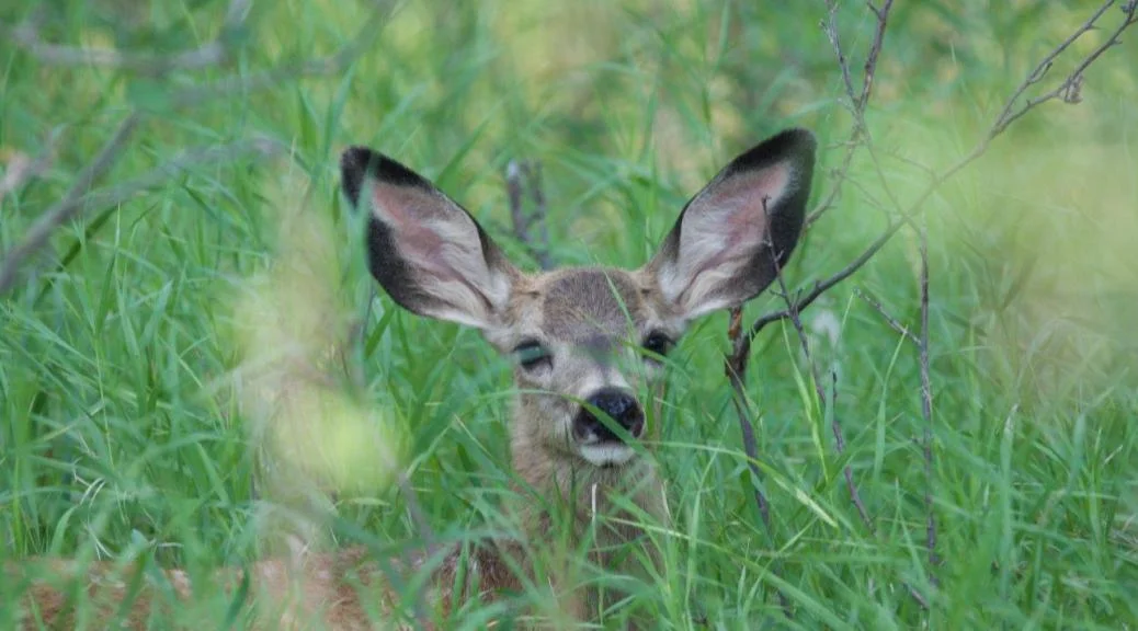 CDFW Reminds Public to Leave Young Wildlife Alone