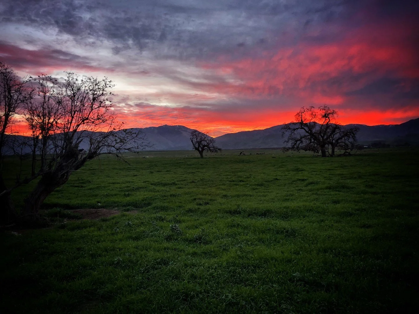 Tejon Ranch CBC 2021_AP.jpg