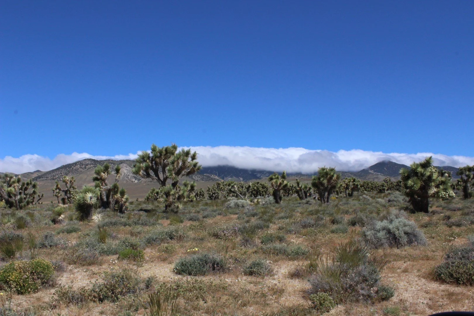 Joshua trees (3).JPG