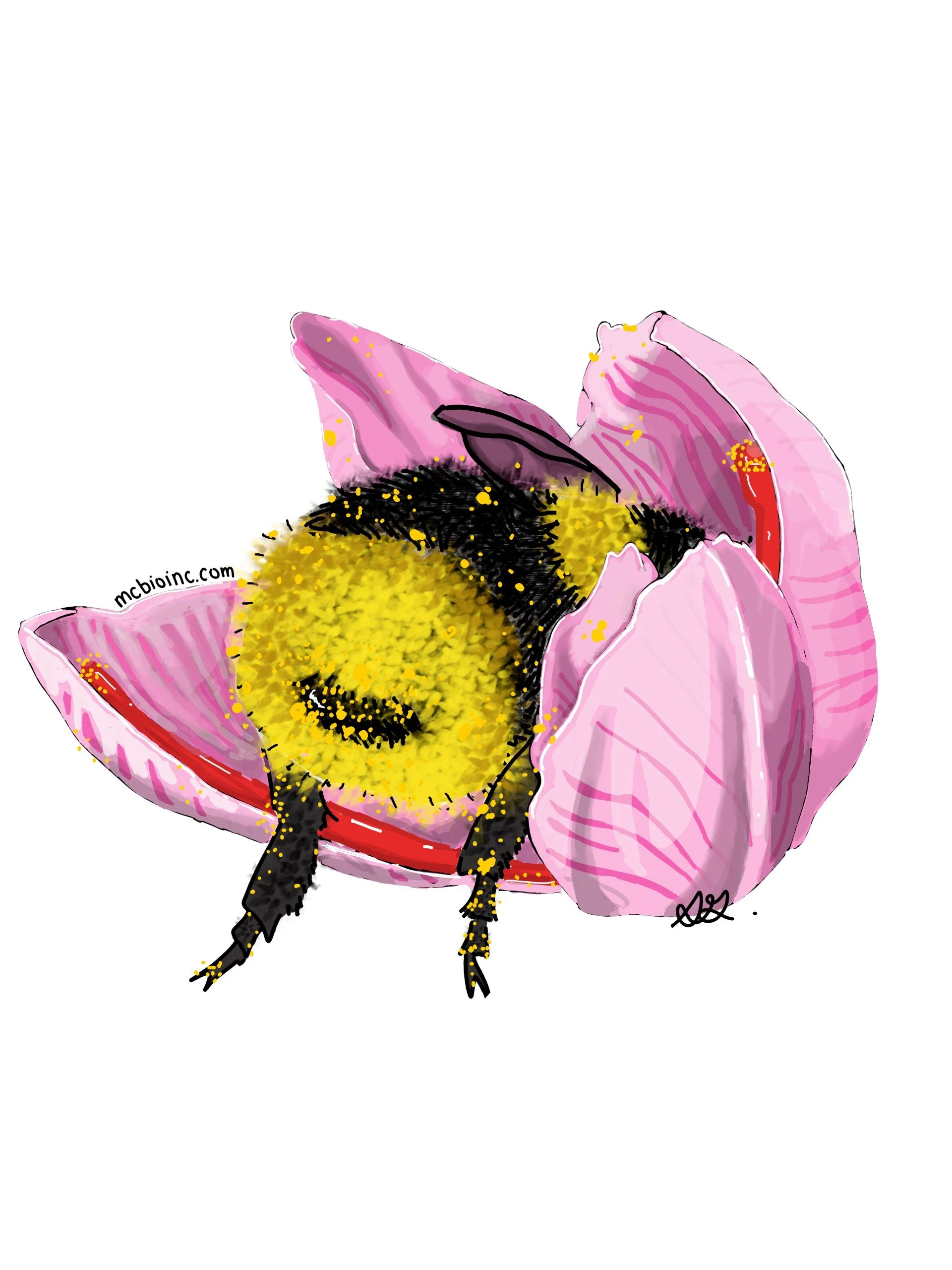 BeeFlower_SG.jpg
