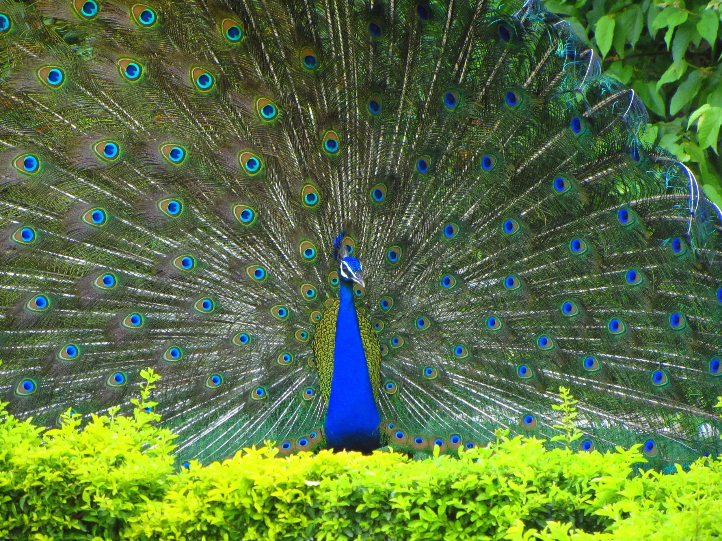 Stoddard_Peacock.JPG