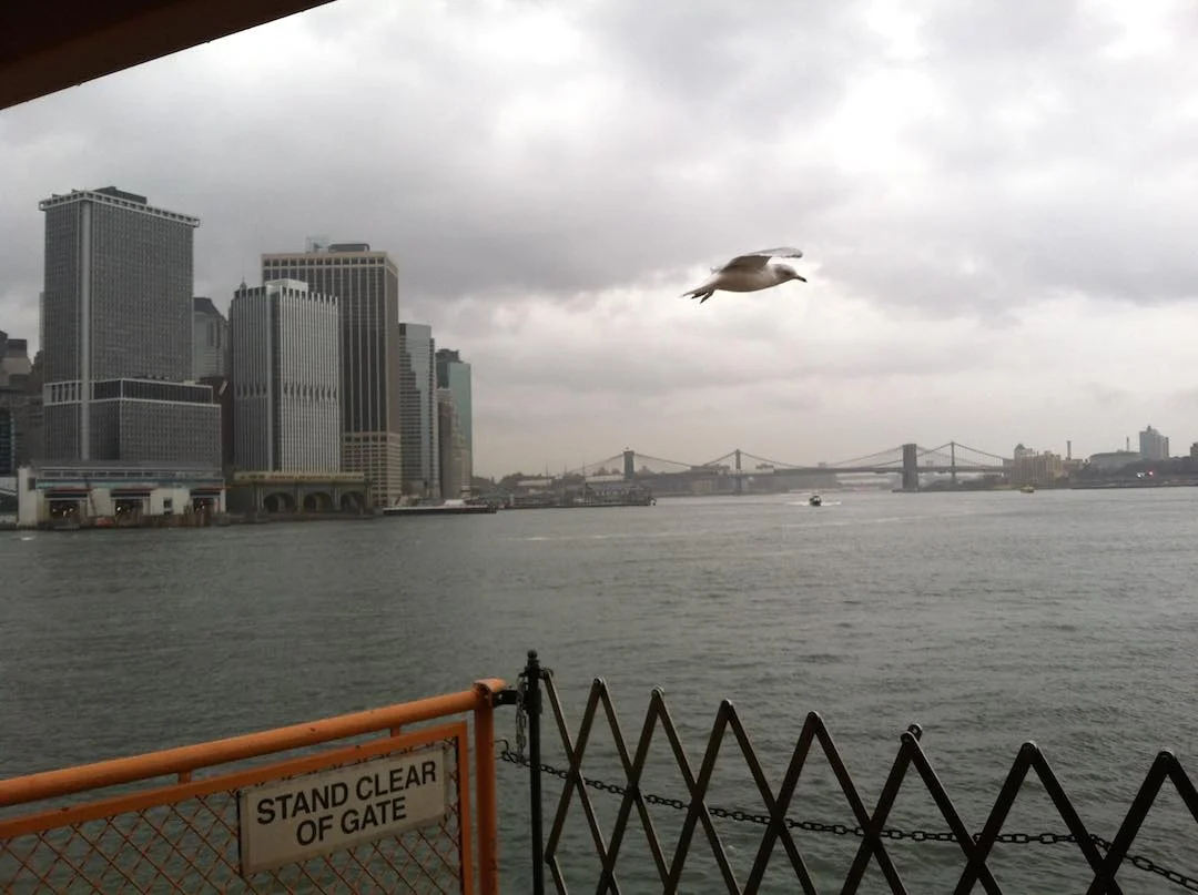 Seagull_Staten_Island_Ferry.jpg