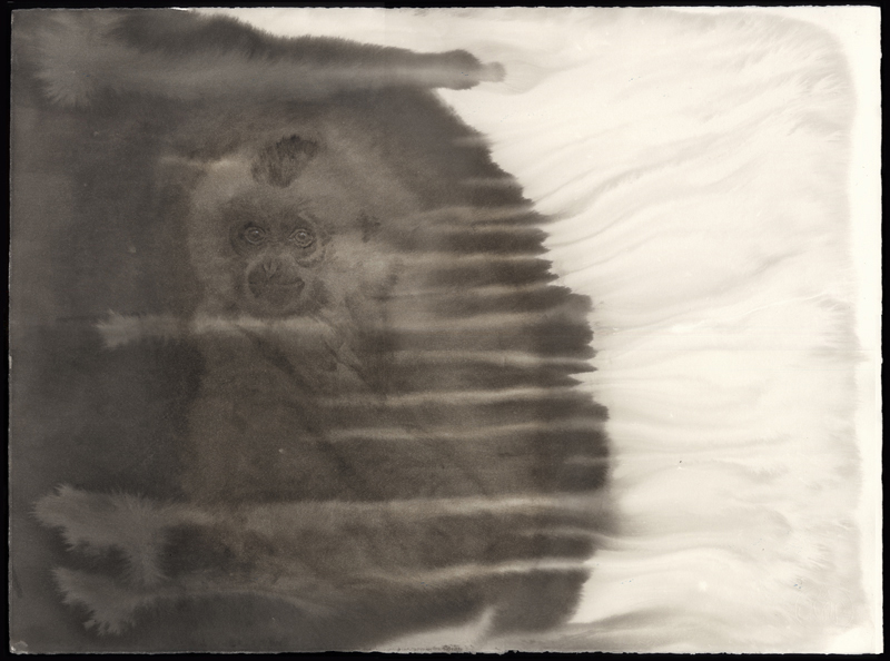 White-cheeked Gibbon