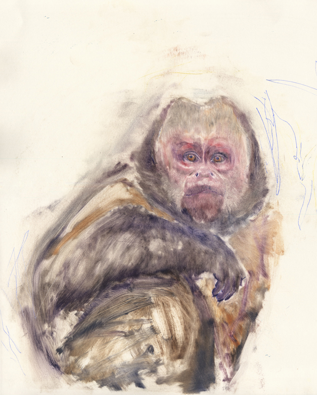 Capuchin