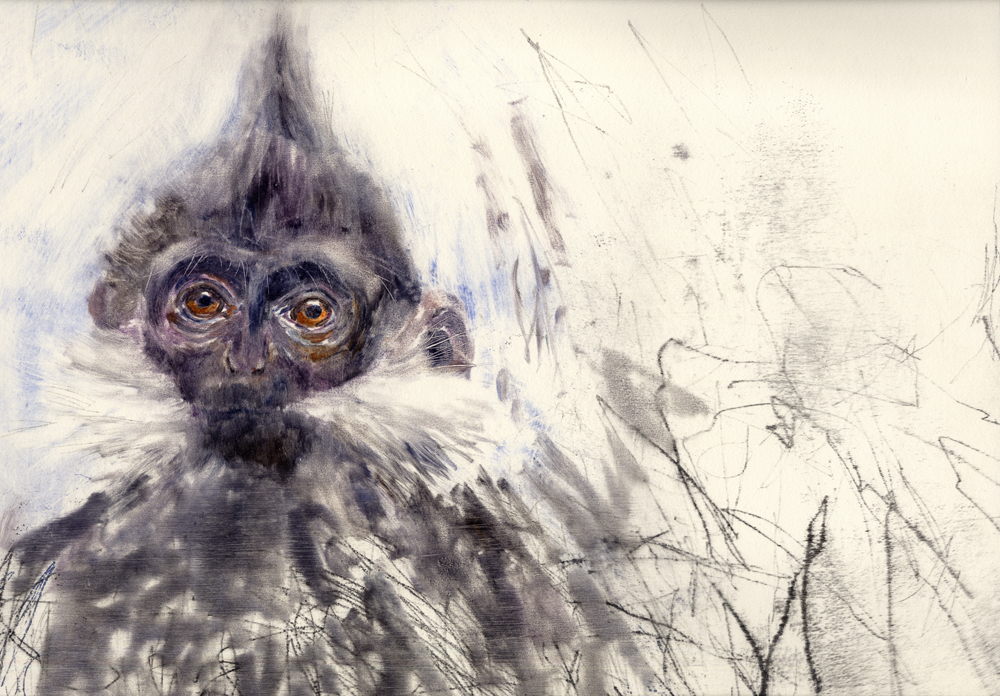 Francois langur