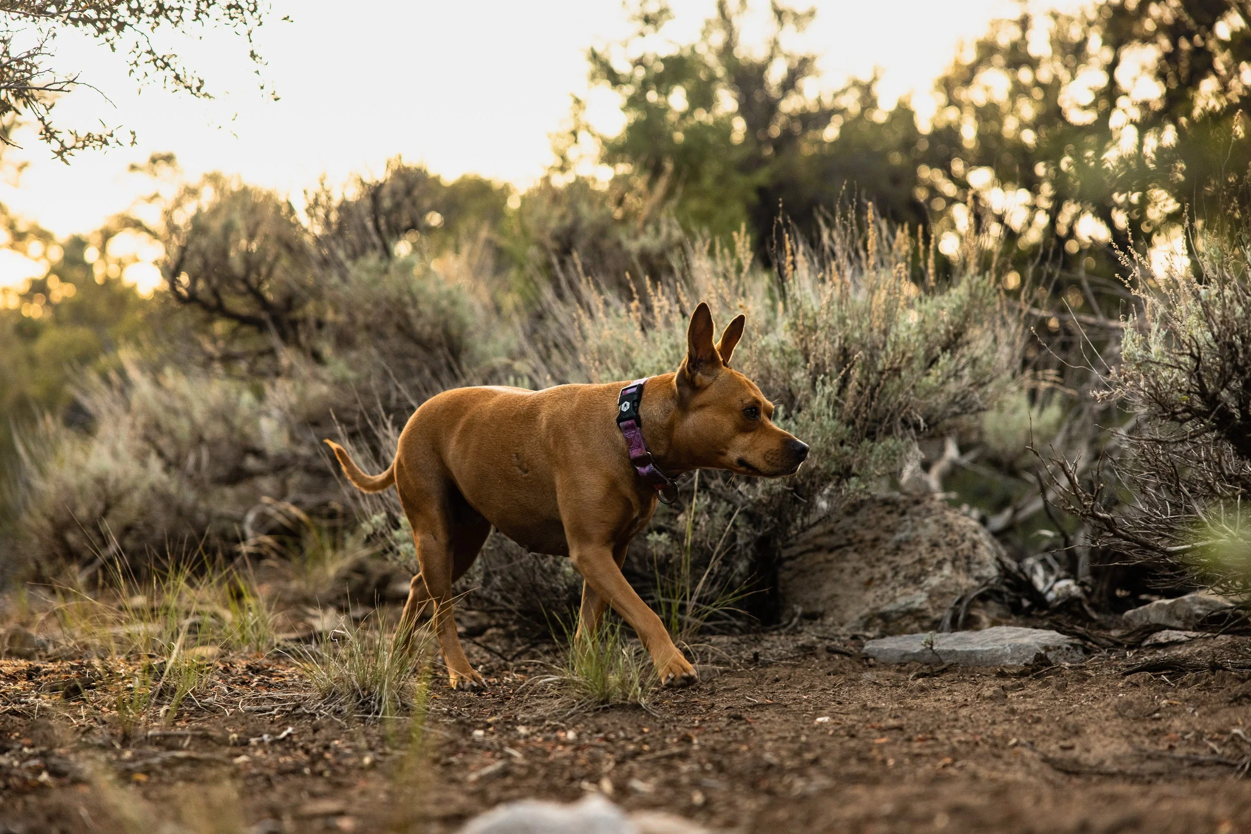VW Touareg TDI on Rotiform OZR Wheels - Camping at Big Bear- © Sam Dobbins 2021 - 6808.jpg