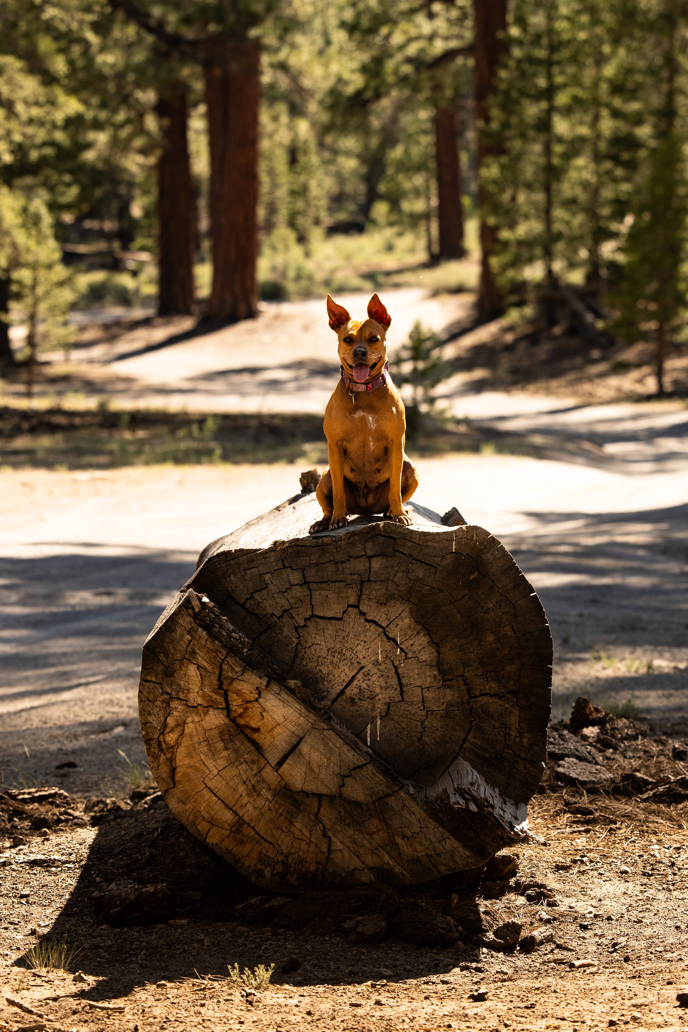 Camping at Grant Lake - July 4th 2021 - © Sam Dobbins - 3662.jpg