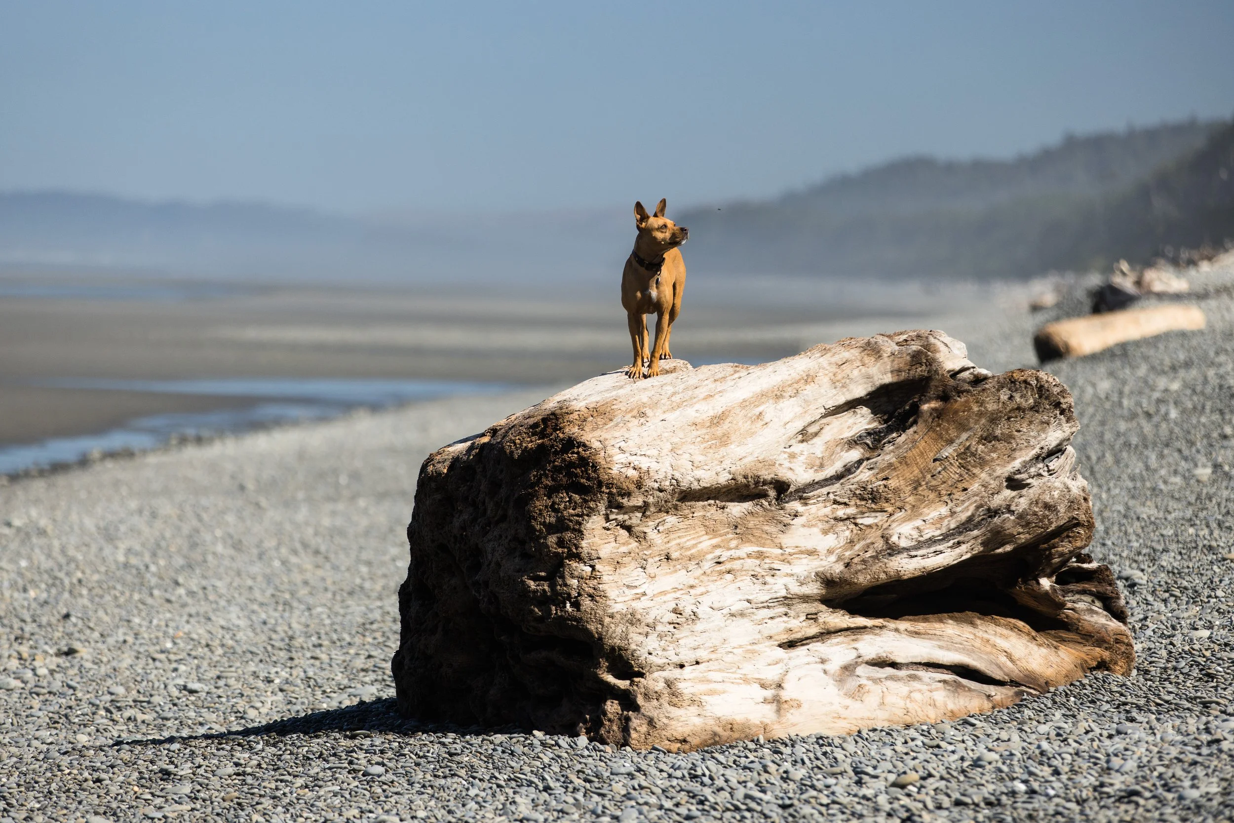 Maya Dogbins along the Washington Coast - © Sam Dobbins 2023 - 0342.jpg