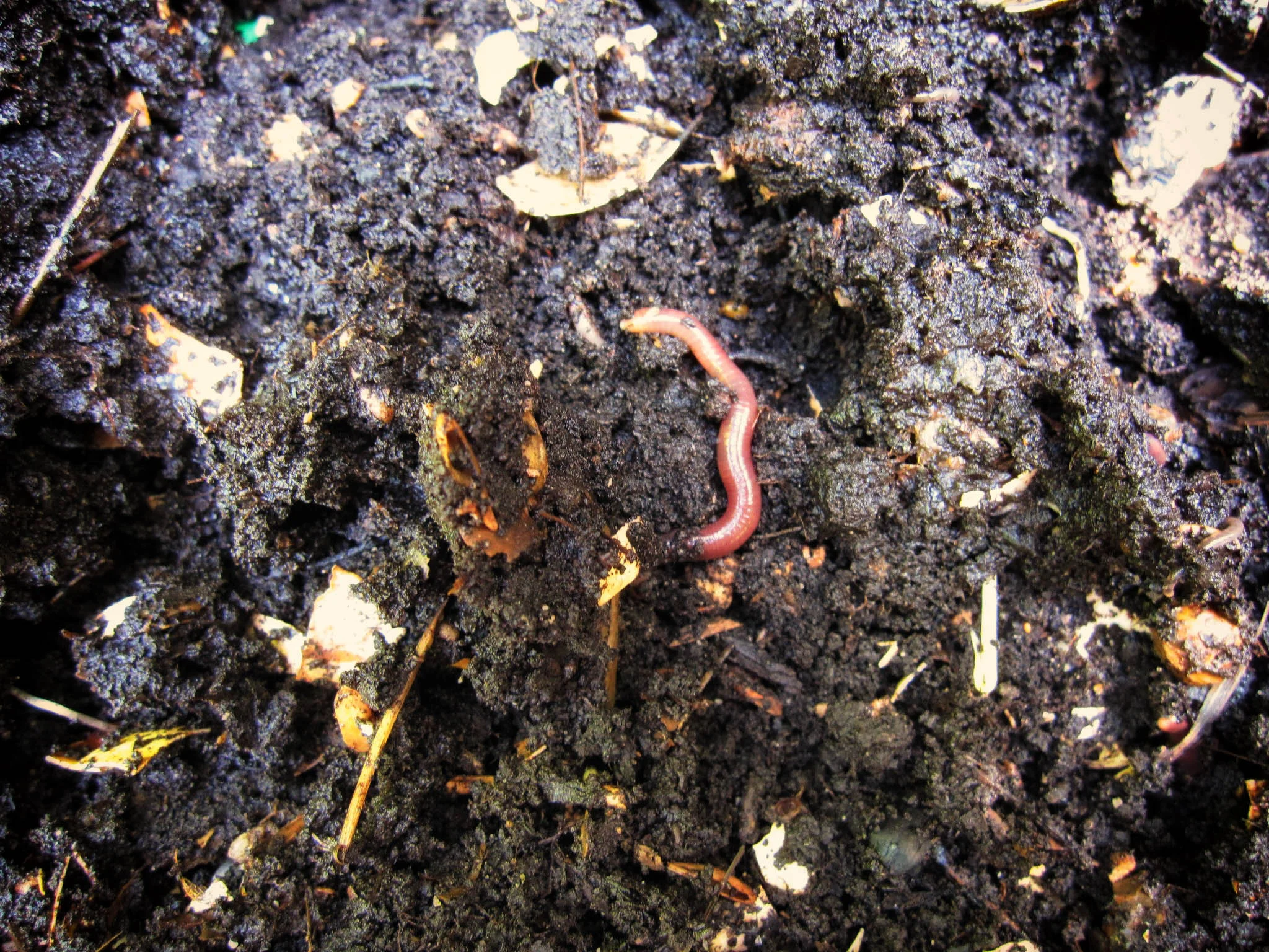 Worm.jpg
