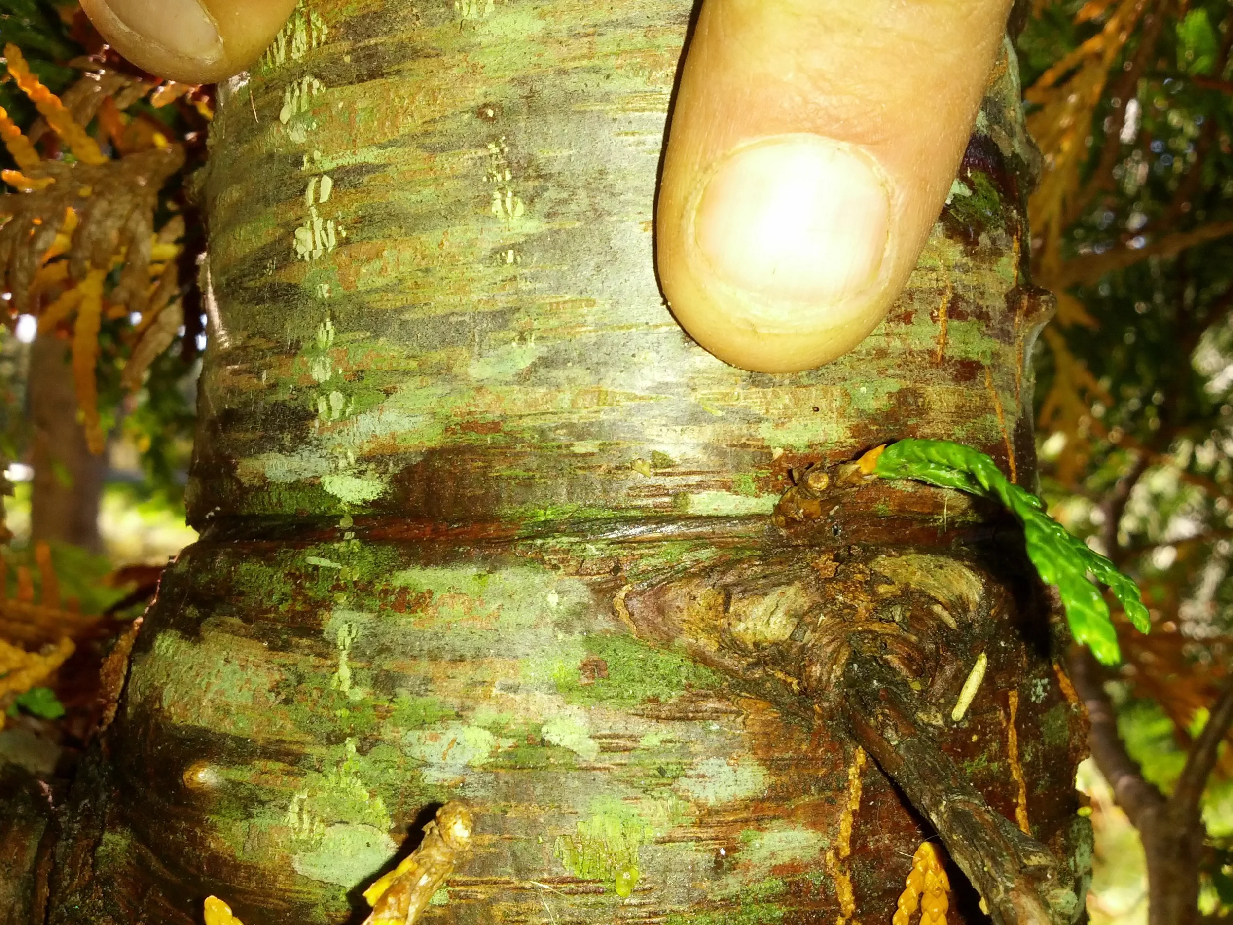This happens when twine is left on the trunk too long.