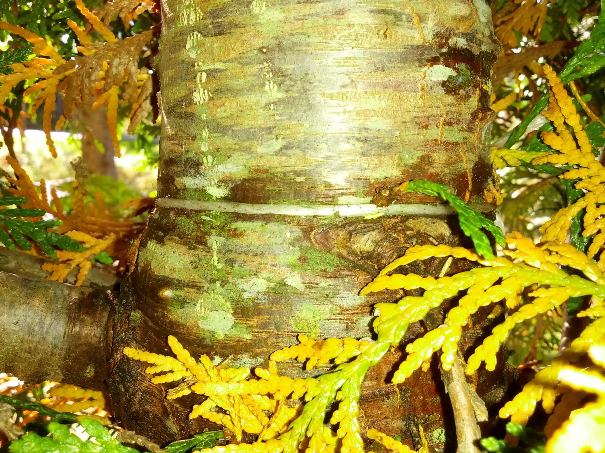 Twine beginning to bite into the trunk. Discovered and removed during planting.