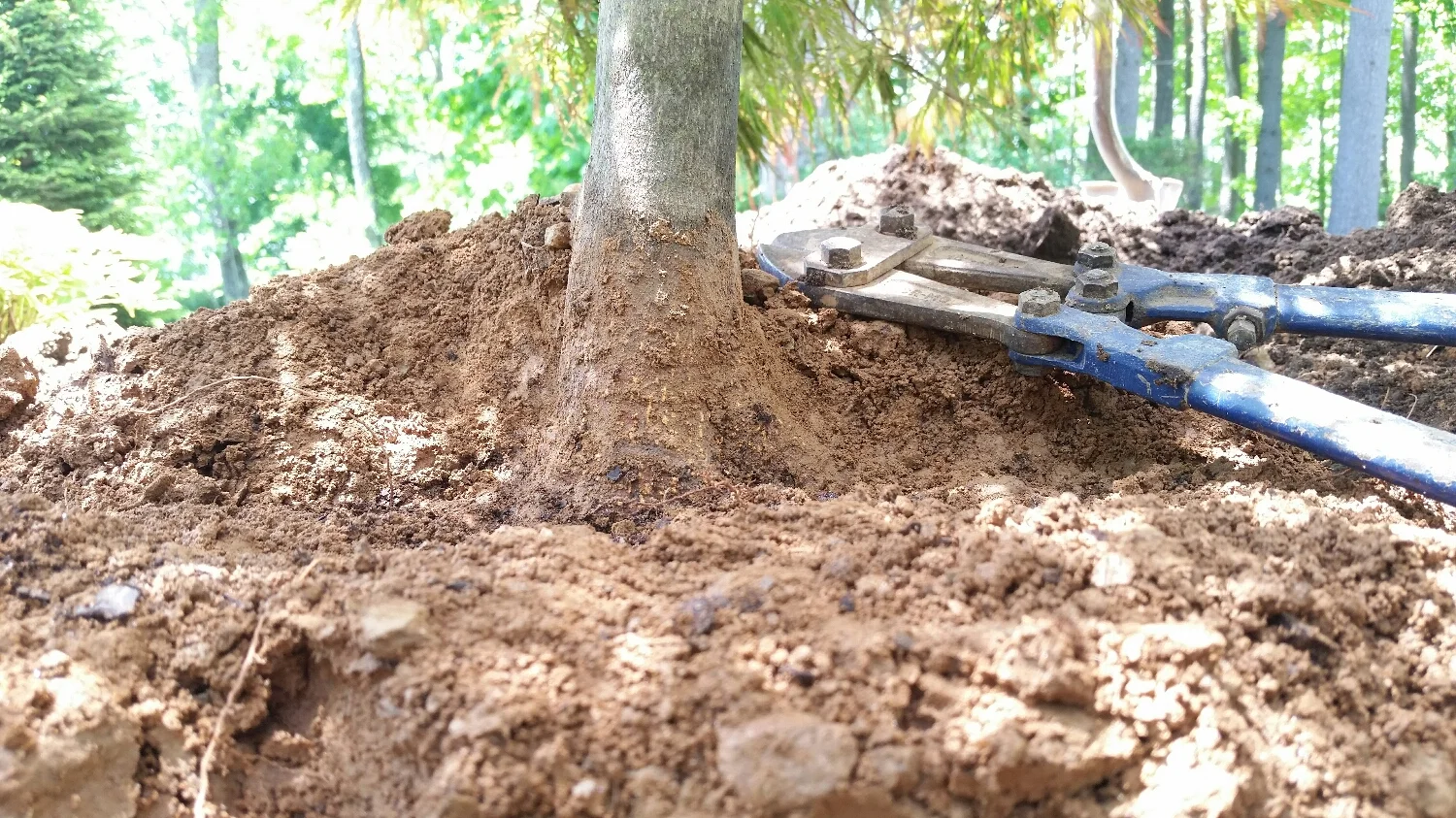 Acer p.d. 'Tamuke yama' 