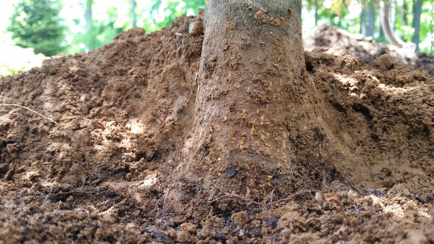 ...almost 6" removed off the top of rootball