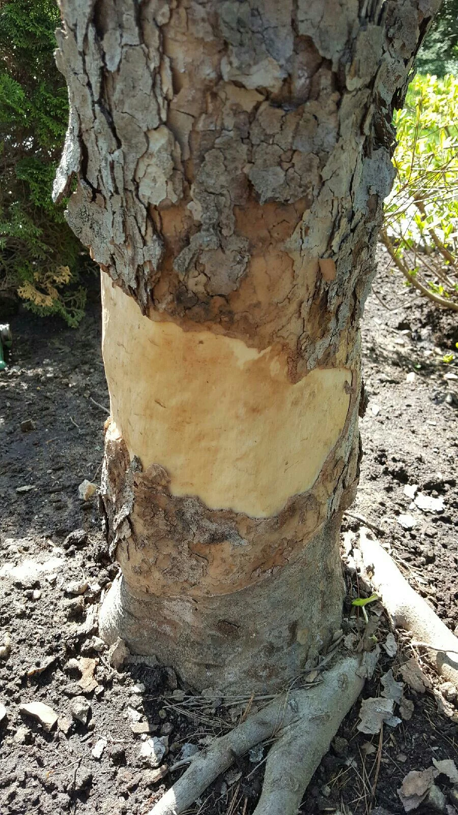 Strap vs. Trunk... Sadly, the strap won. So the information i have is that a strap was used during the installation process. Straps are for balls! I estimate this to be about a 3000 dollar mistake. Heartbreaking to see this dogwood permanently damaged. 