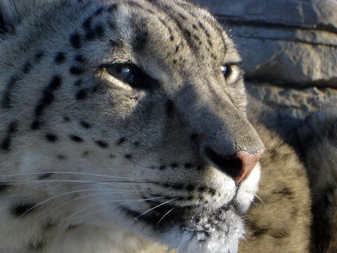 Snow Leopard Trust