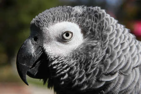World Parrot Trust