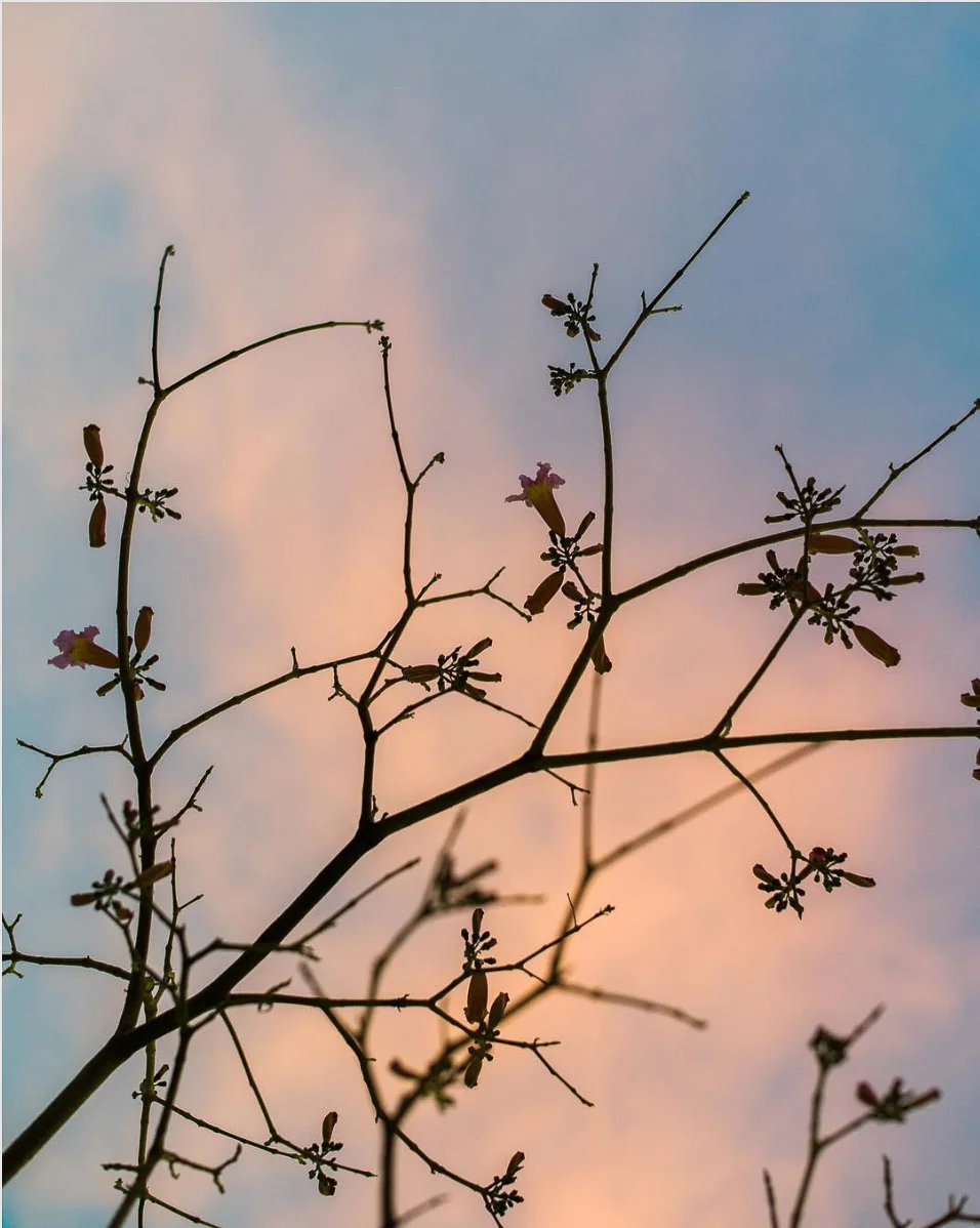 ShaneKing-color-Screen Shot 2019-01-28 at 6.36.28 PM.jpg