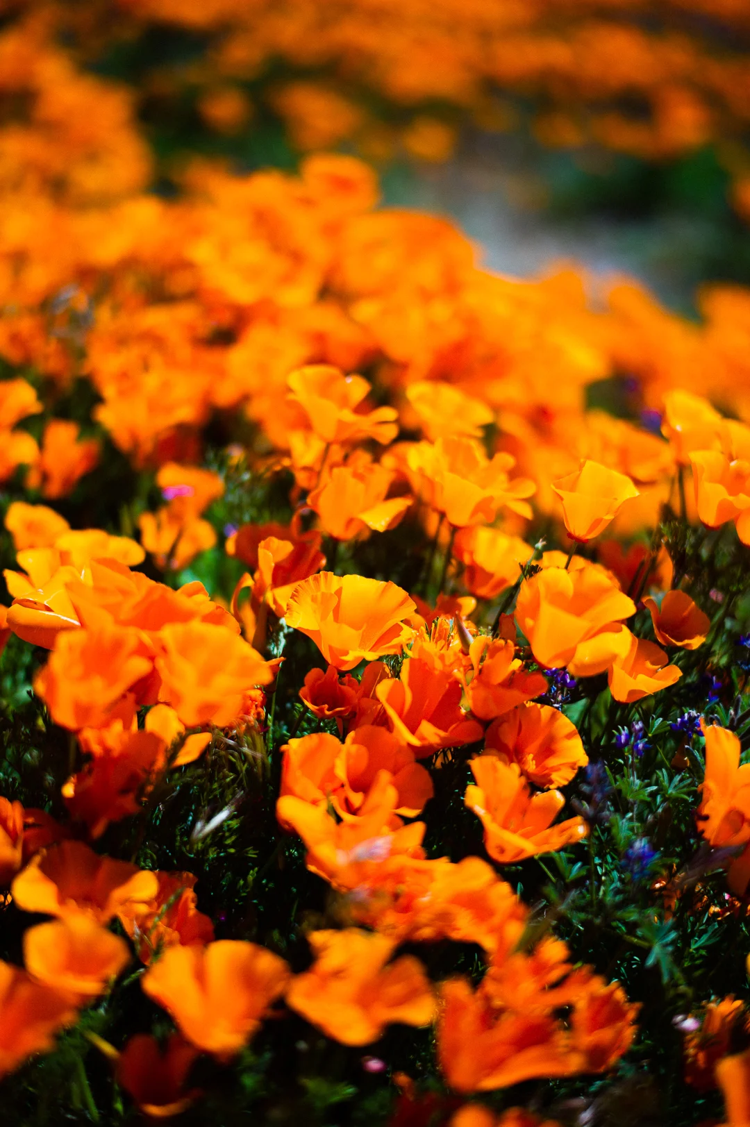 ShaneFKing-L1067550.jpg