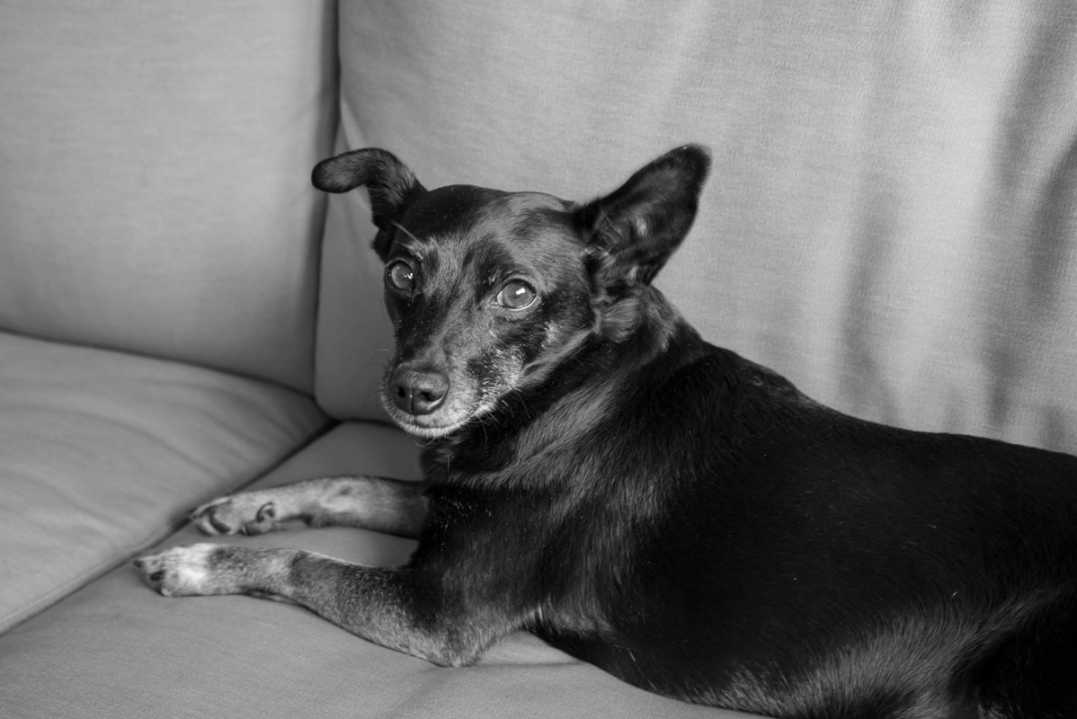 Chunk, little black dog