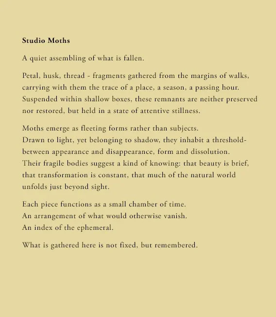 Moth Copy 2.jpg