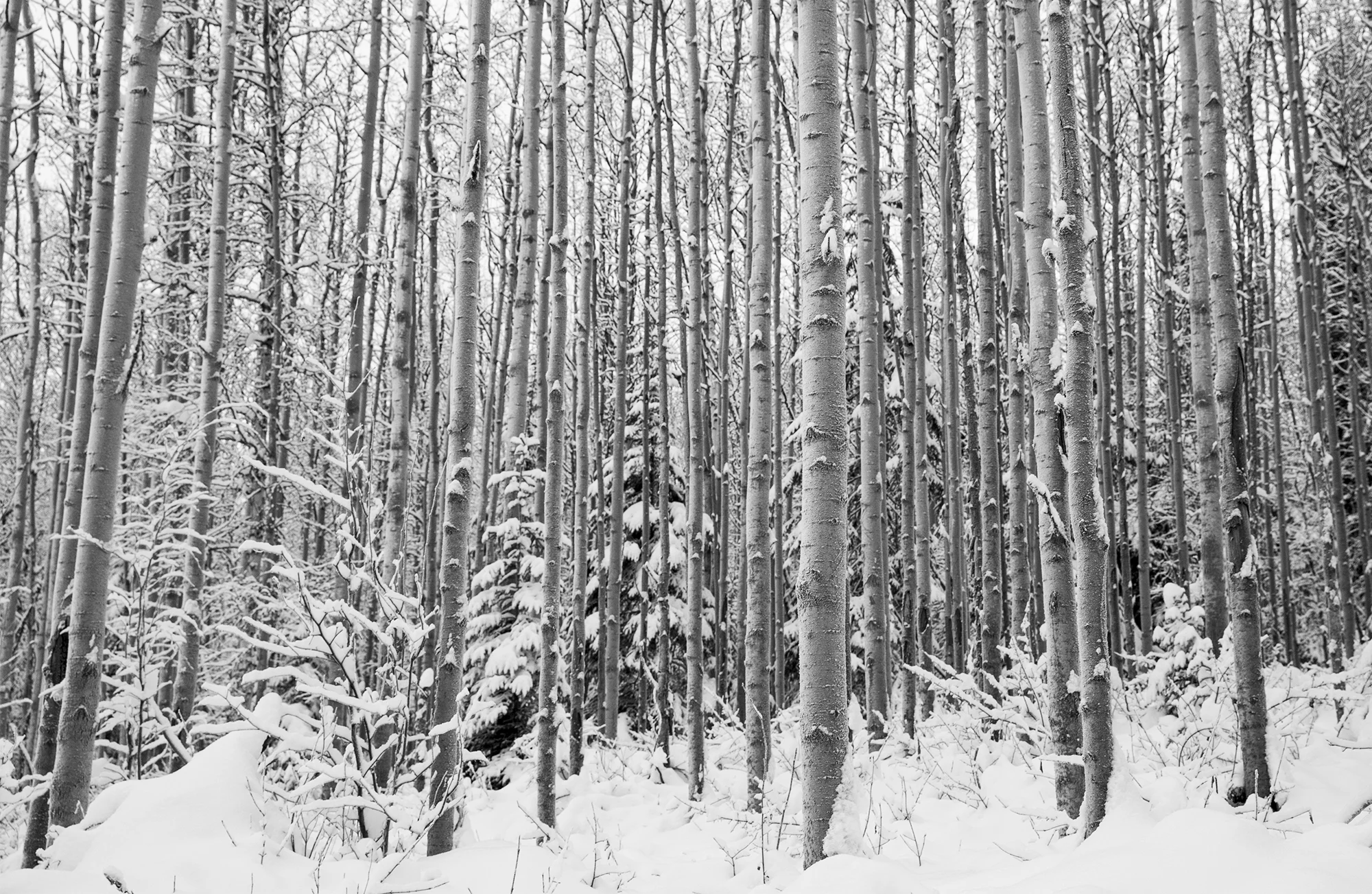 Frozen Forest - Alaska