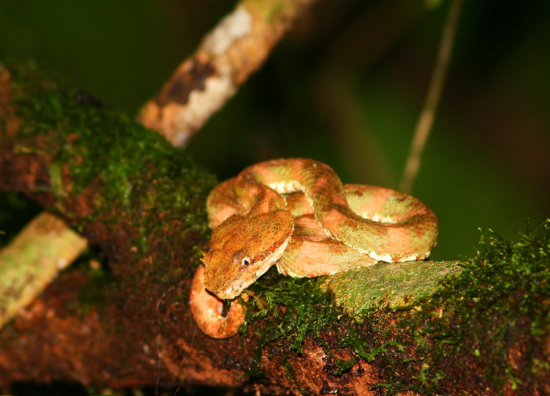 Bocaraca Snake - Costa Rica
