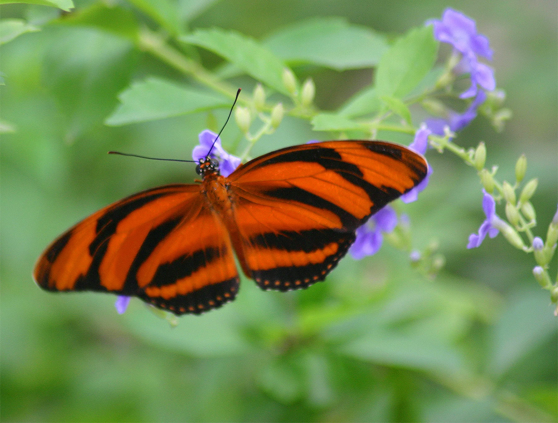 Tiger Butterfly - Aruba