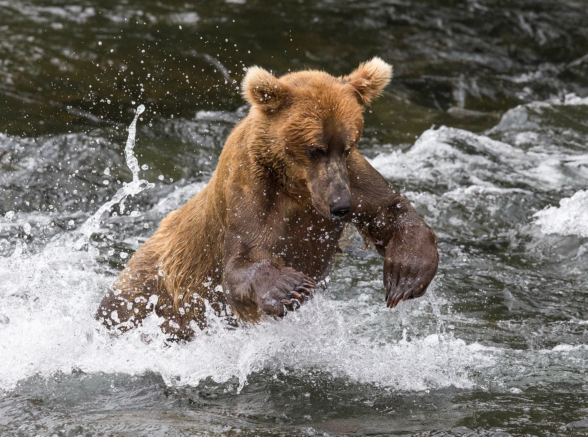 Pouncing Brown Bear - Alaska