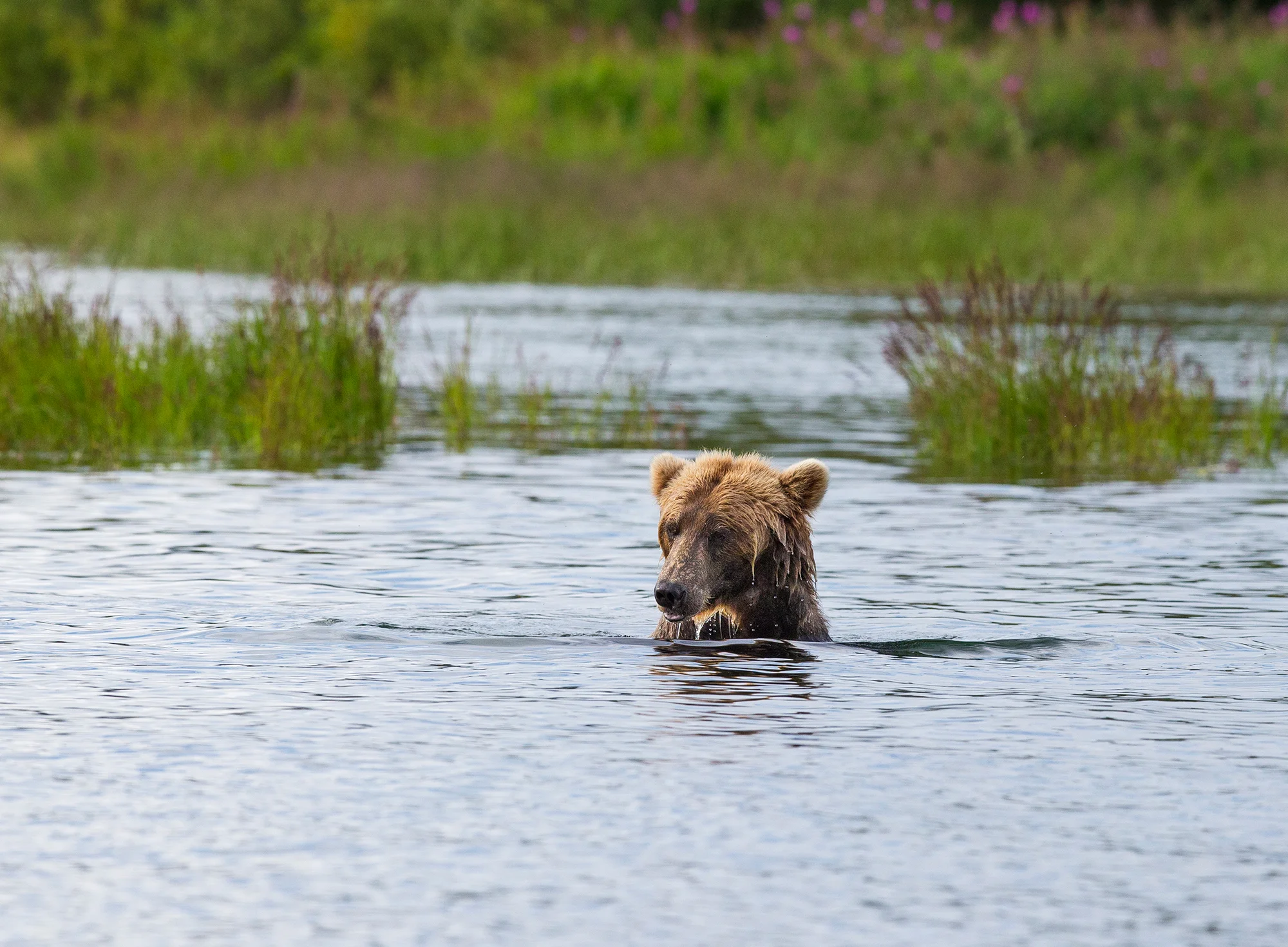 River Bear - Alaska