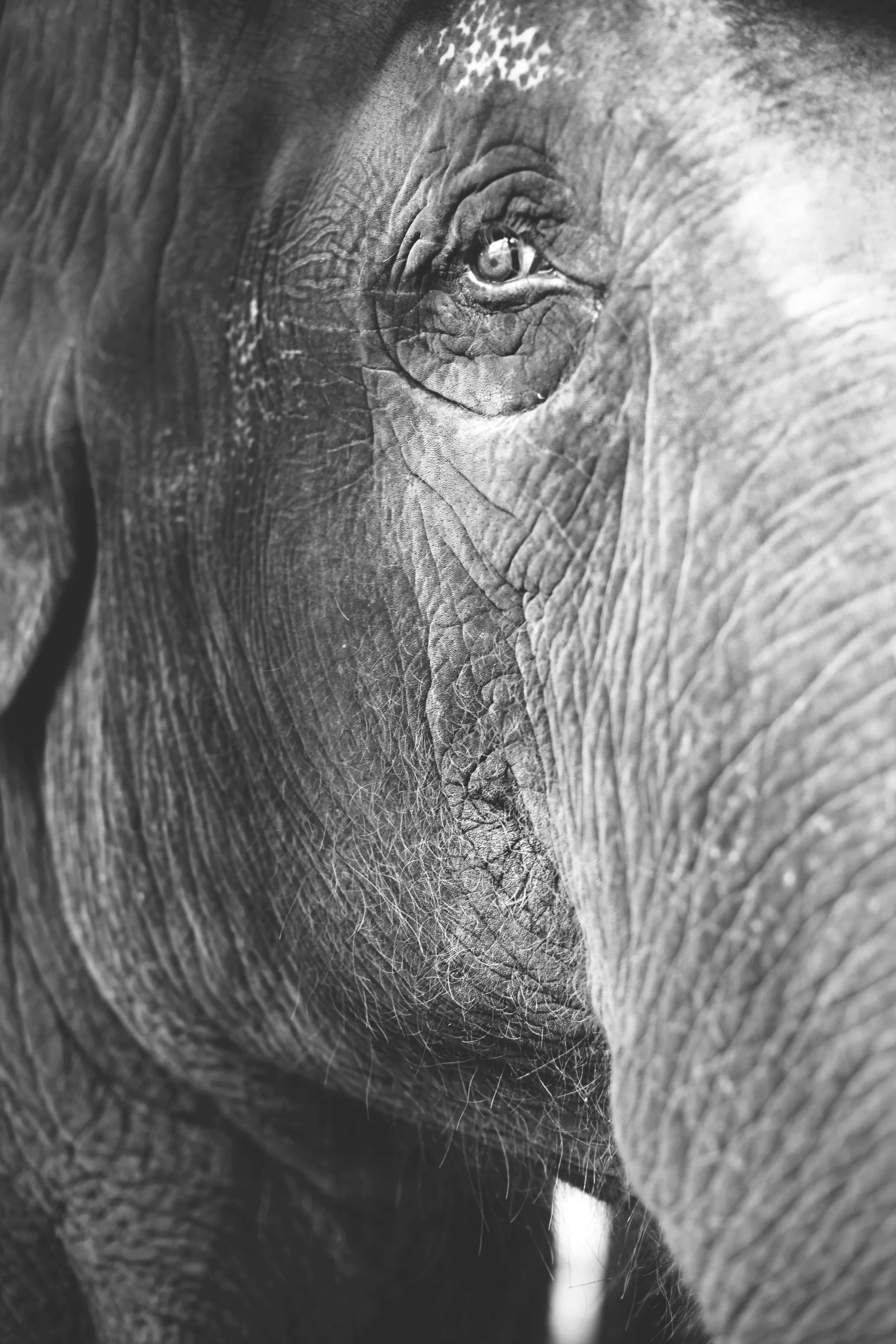elephant.jpg