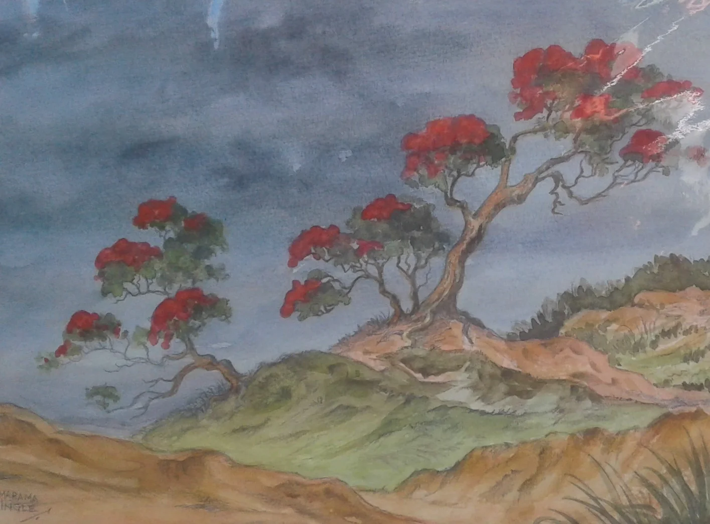 Pohutukawa.jpg