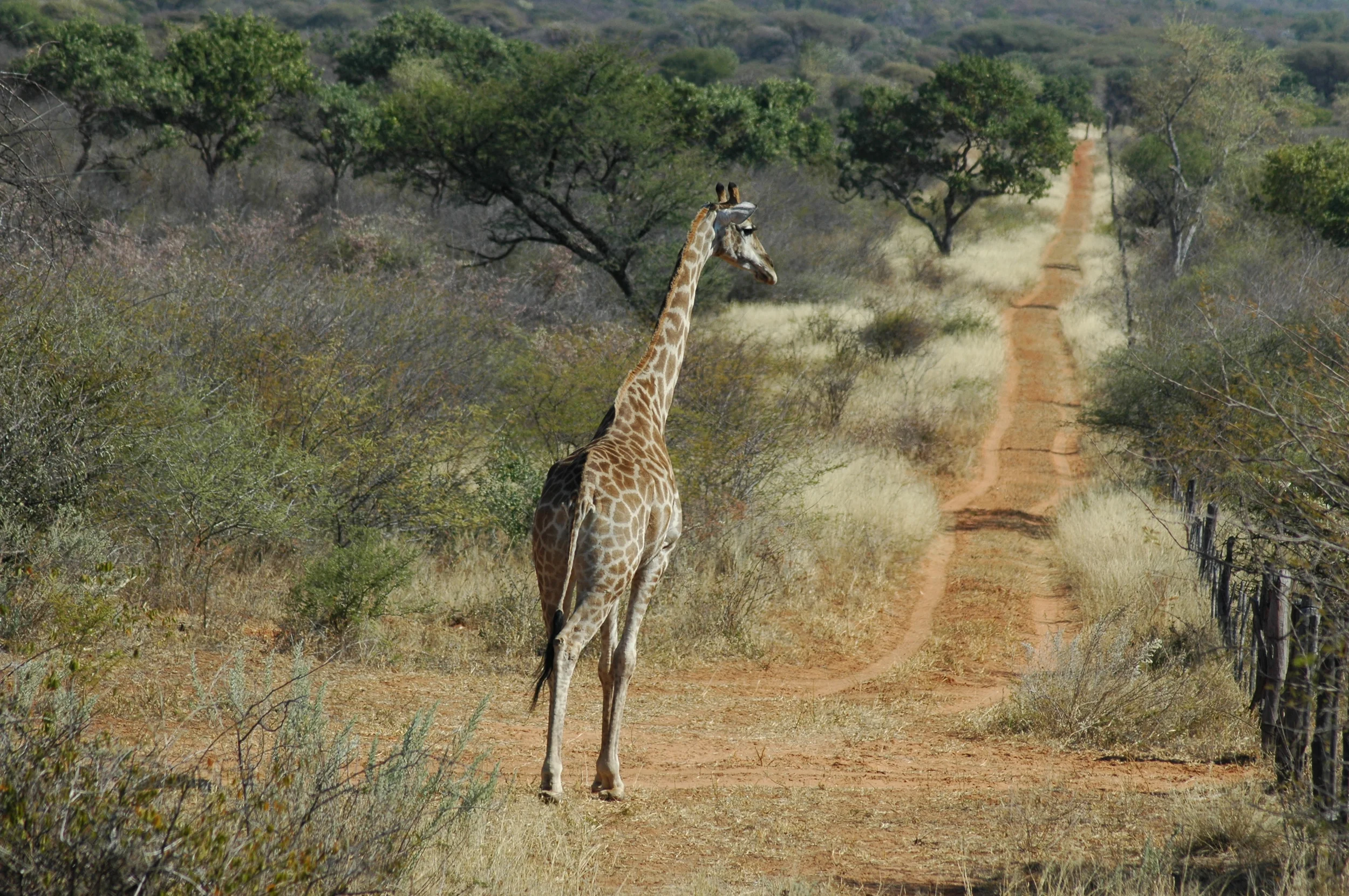 2013Namibia Hunting 497.JPG