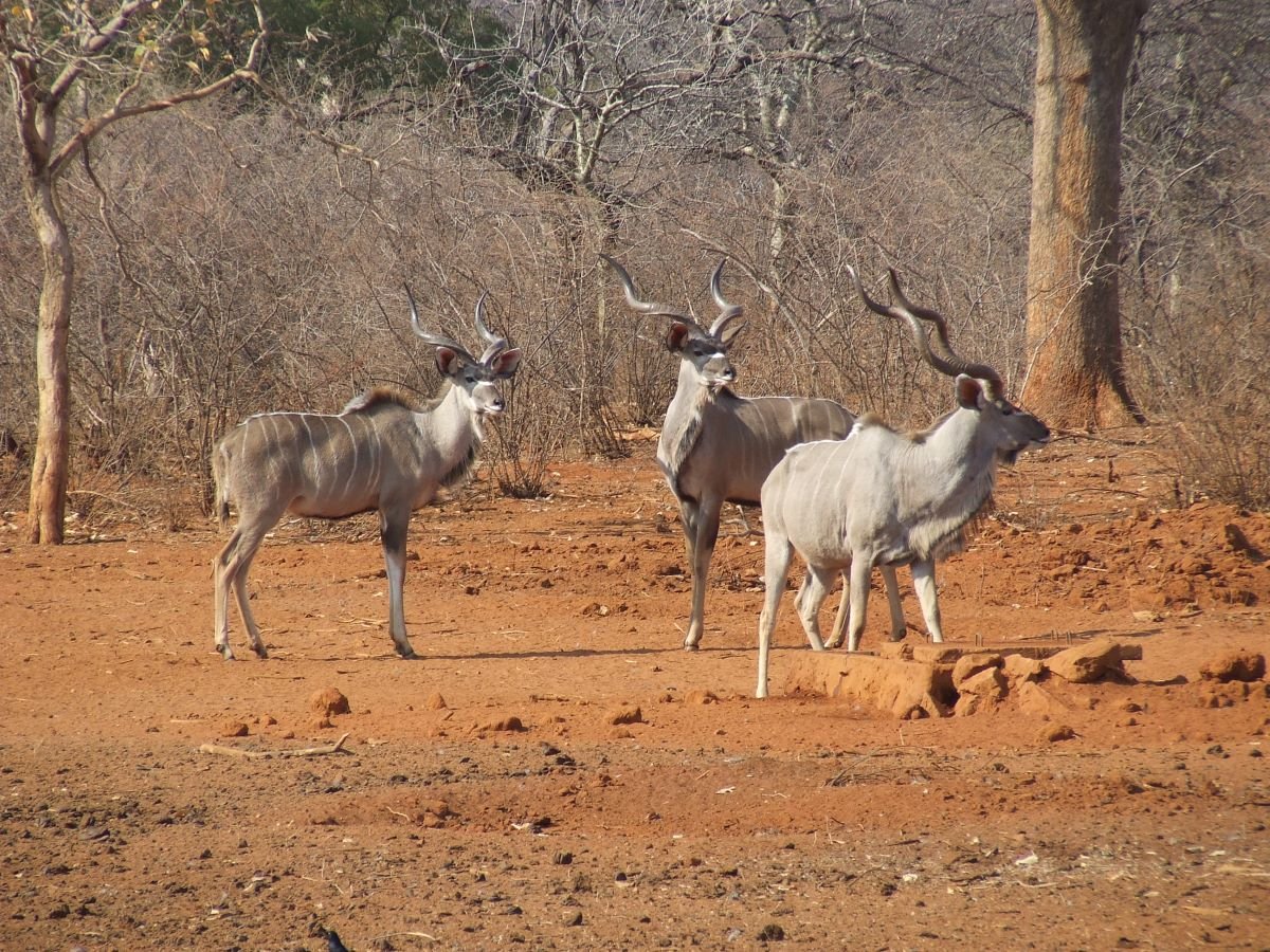 Kudu at waterhole.jpg