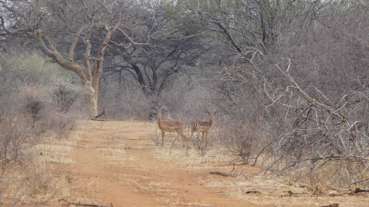 Impala hunting.jpg