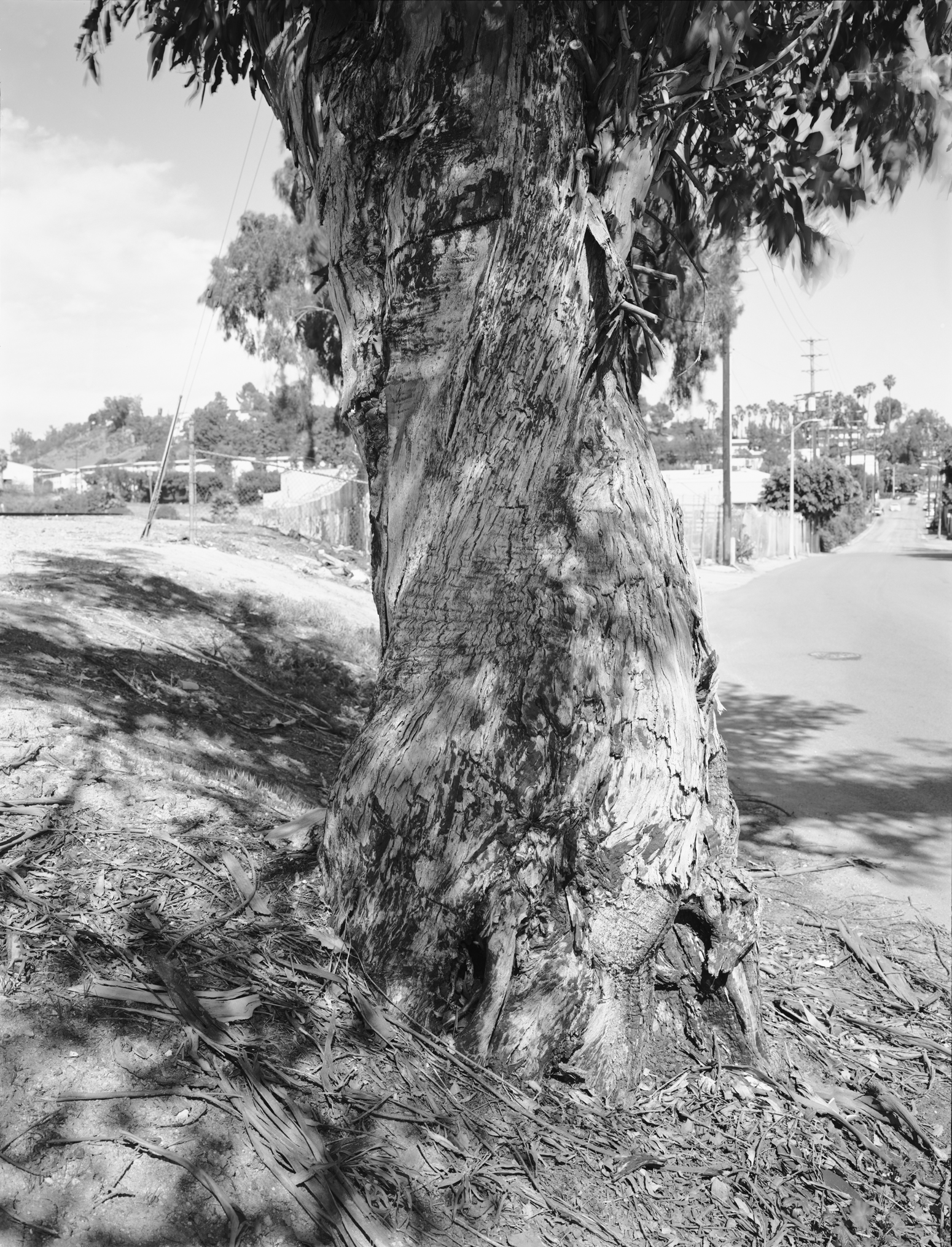 Eucalyptus, East L.A.
