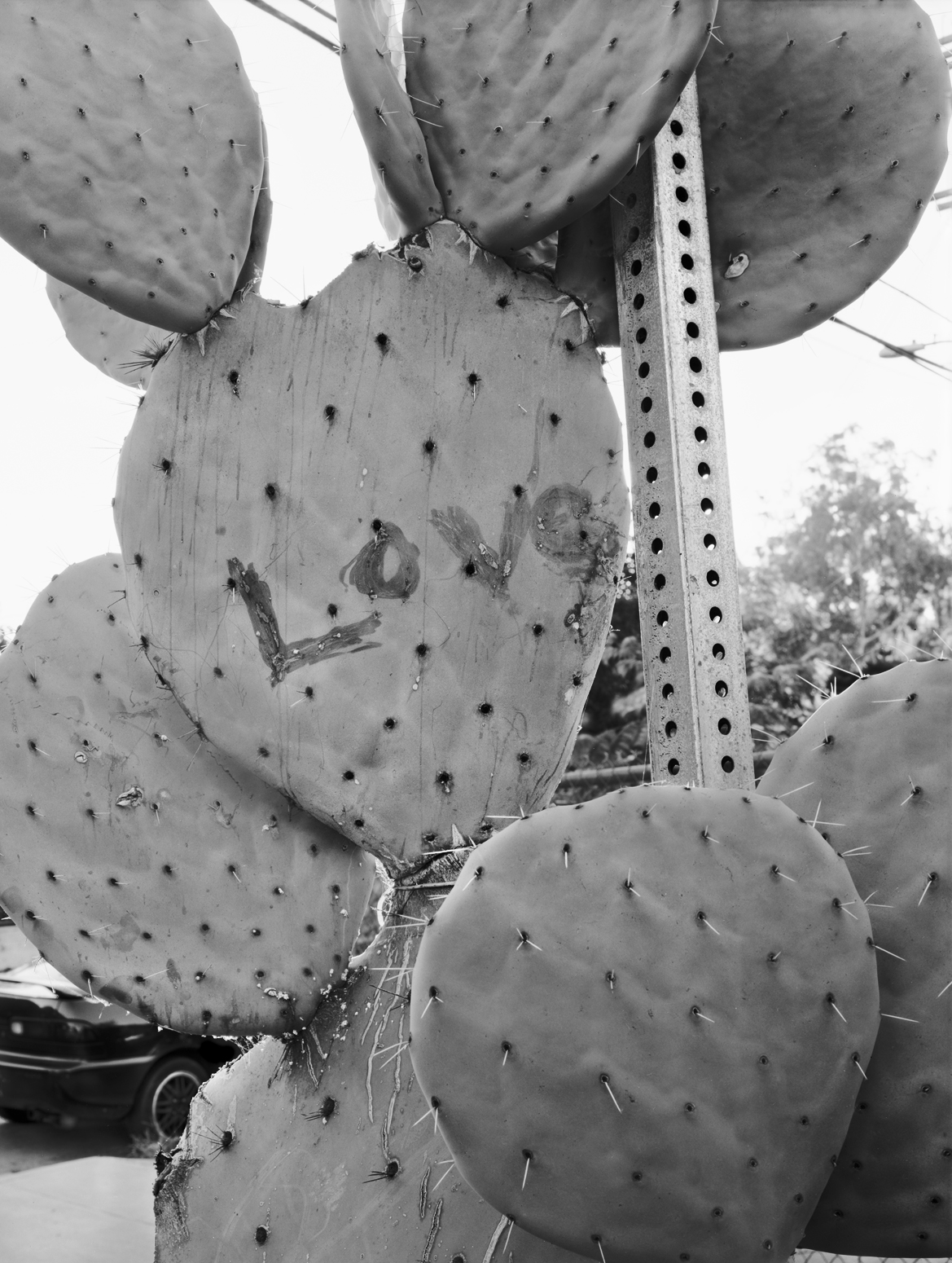 Cactus, Echo Park, L.A.