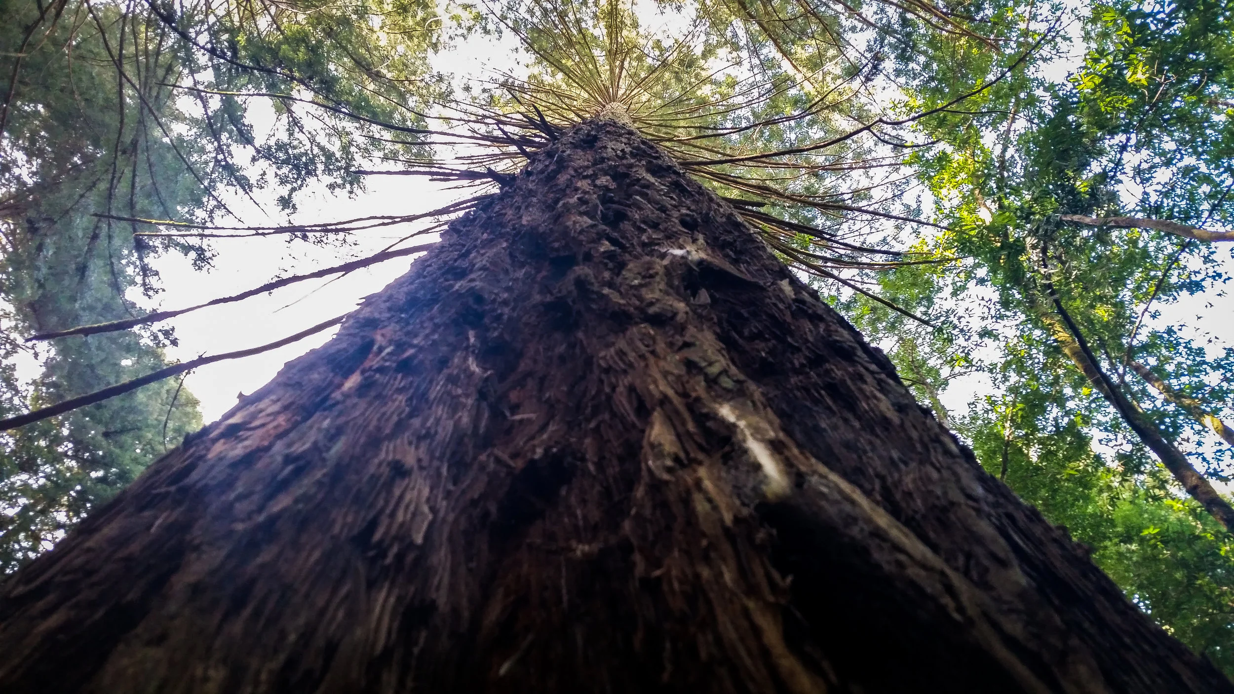 tree.jpg