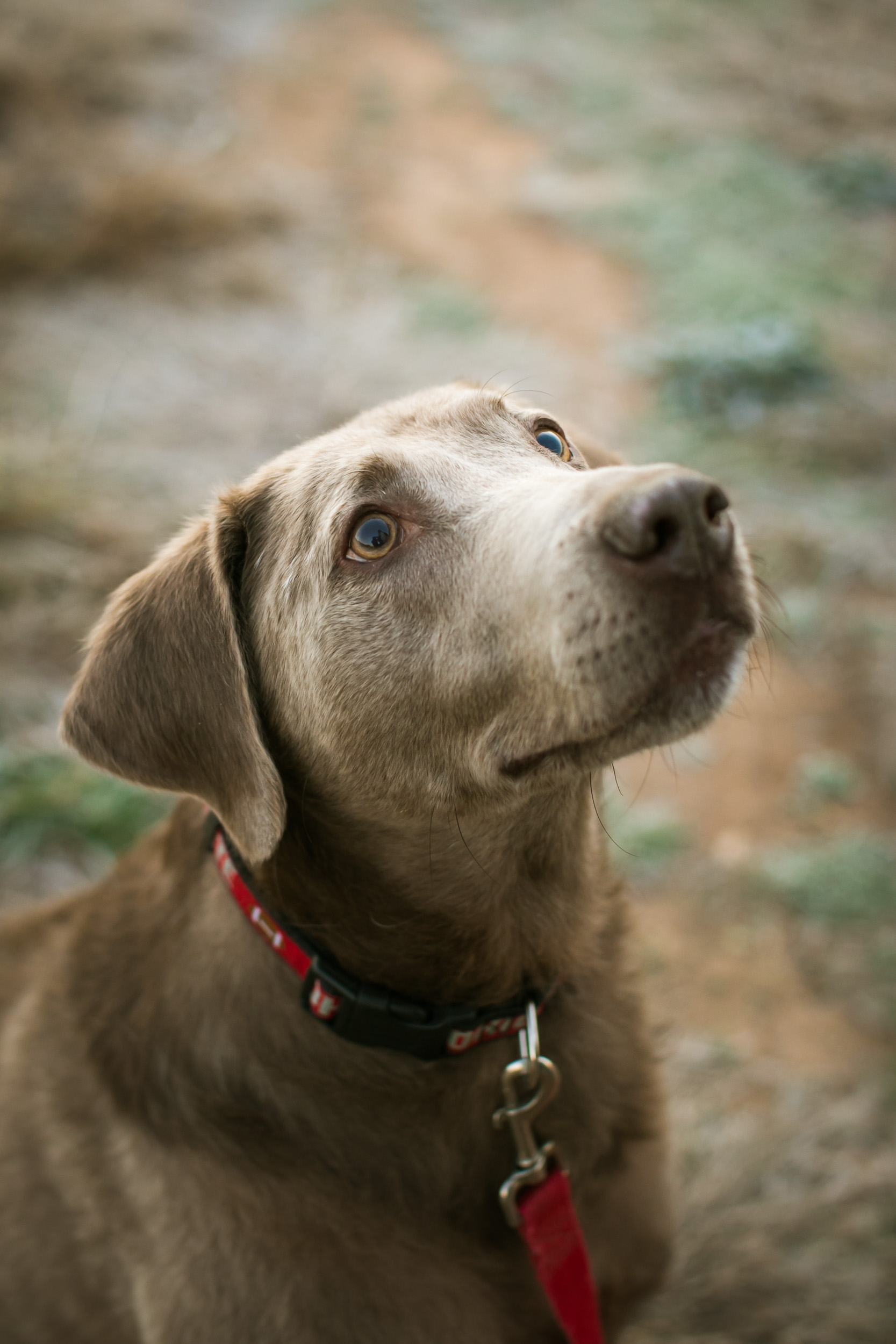 Durham Family Photographer | G. Lin Photography | Close up portrait of dog in park