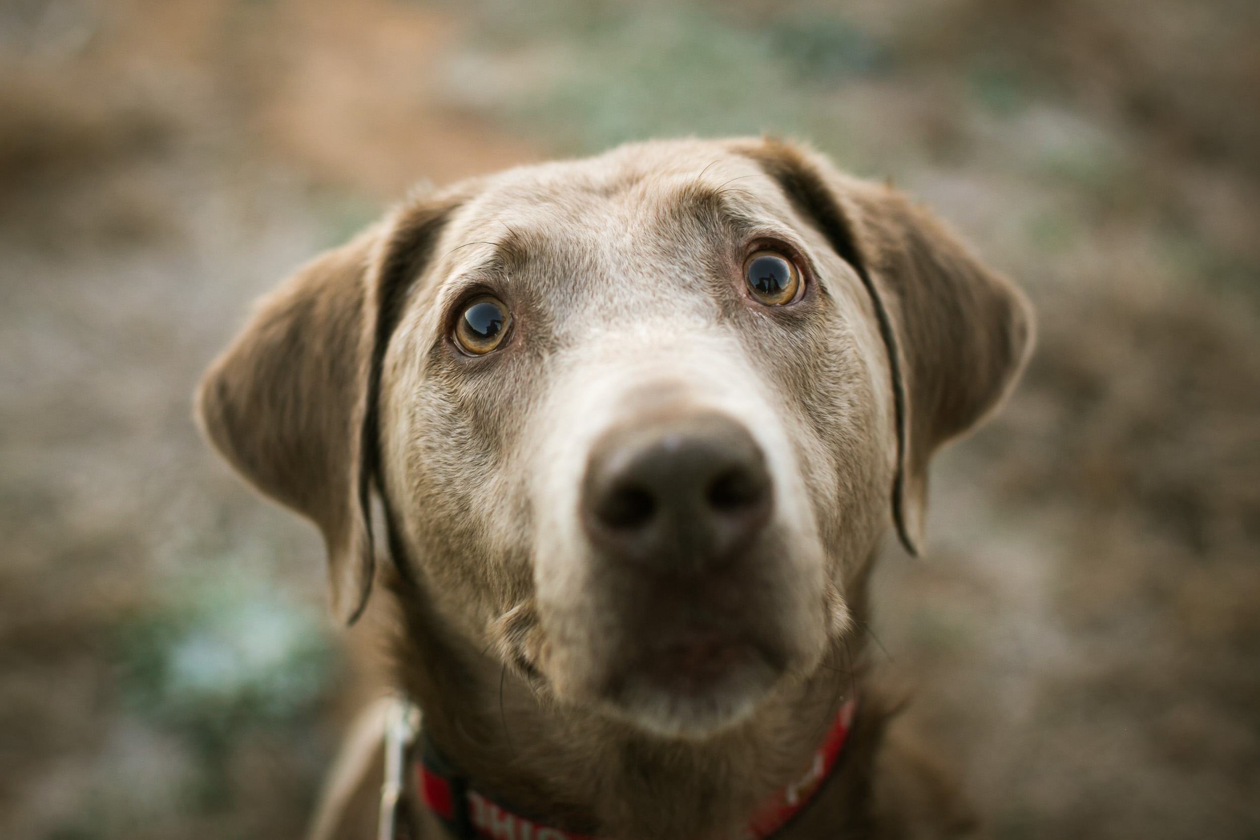 Durham Family Photographer | G. Lin Photography | Close up portrait of dog looking at camera