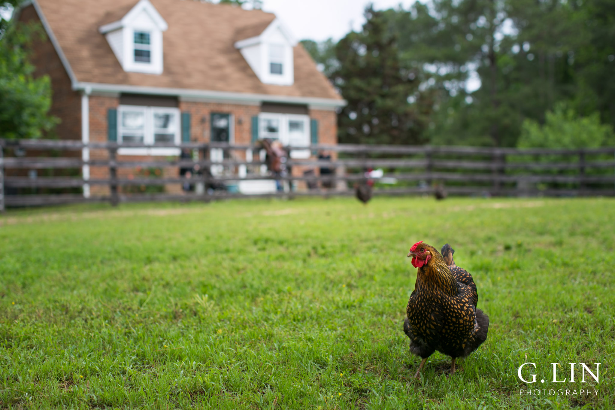 G. Lin Photography | Raleigh Event Photographer | Chicken on the field walking around