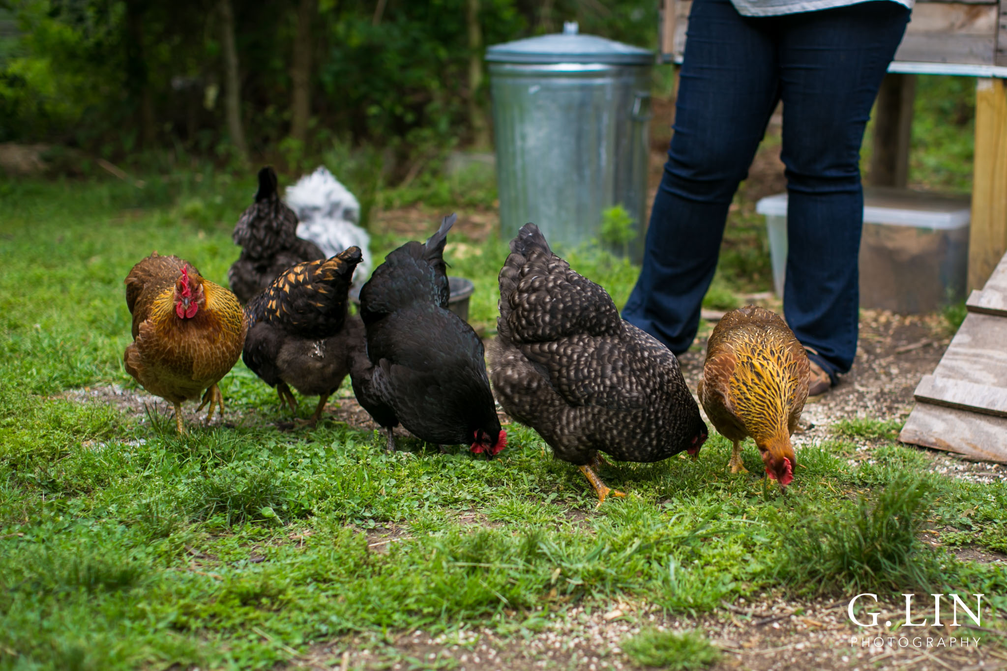 G. Lin Photography | Raleigh Event Photographer | Chickens outside the field eating worms