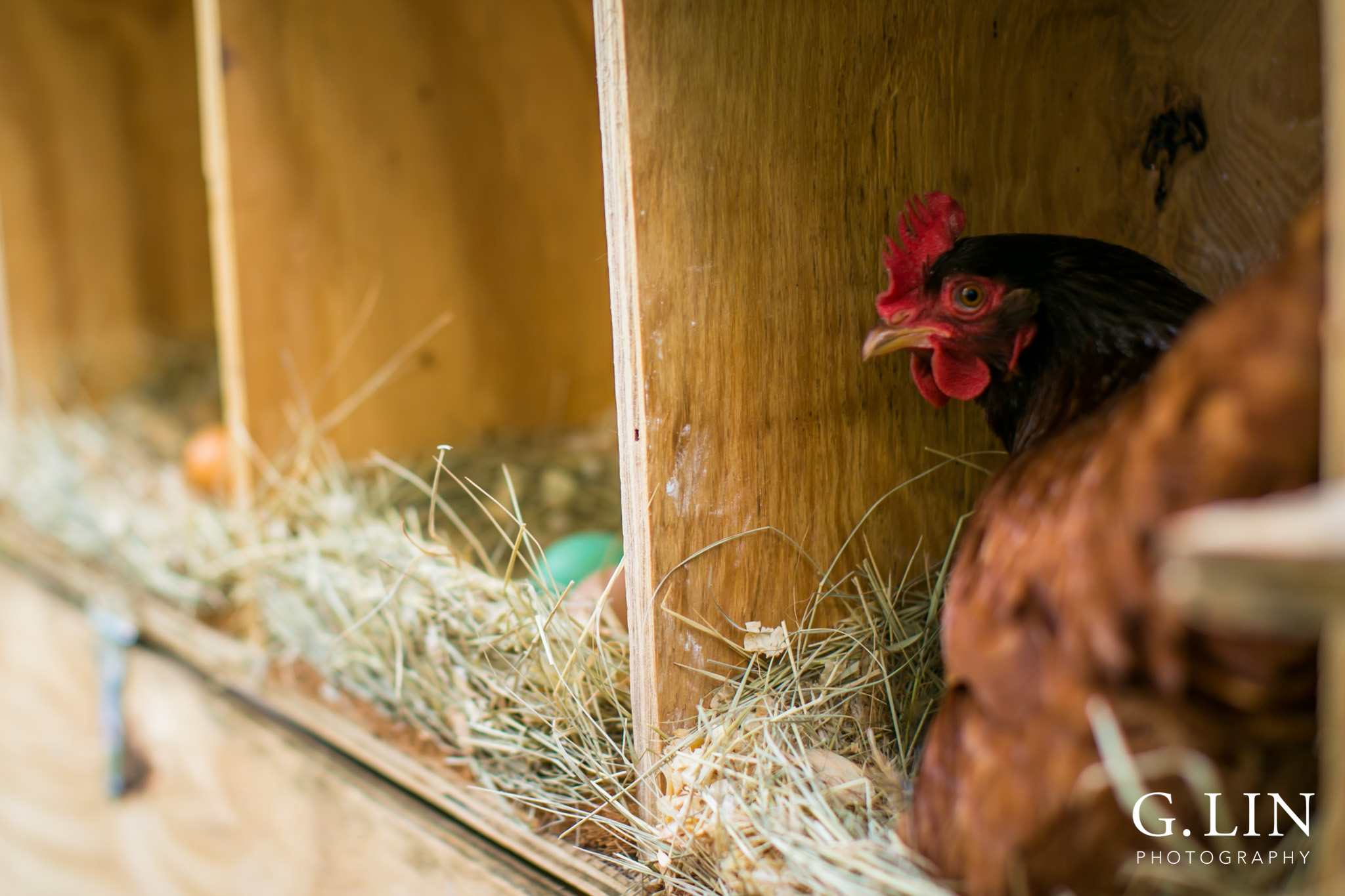 G. Lin Photography | Raleigh Event Photographer | Chicken inside coop laying eggs